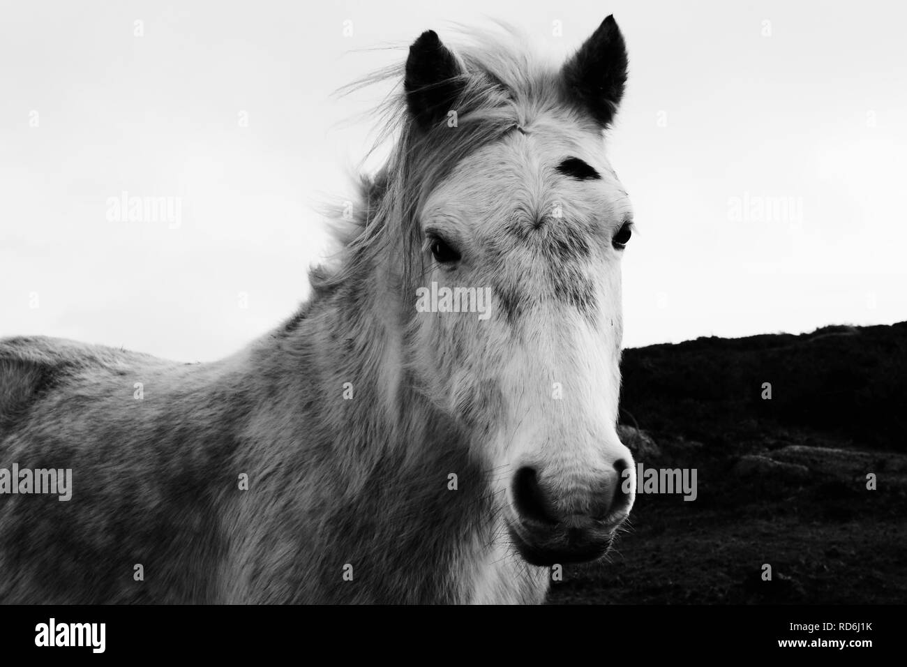 Schwarz-weiß-Bild von einem Pferd Kopf - Johannes Gollop Stockfoto