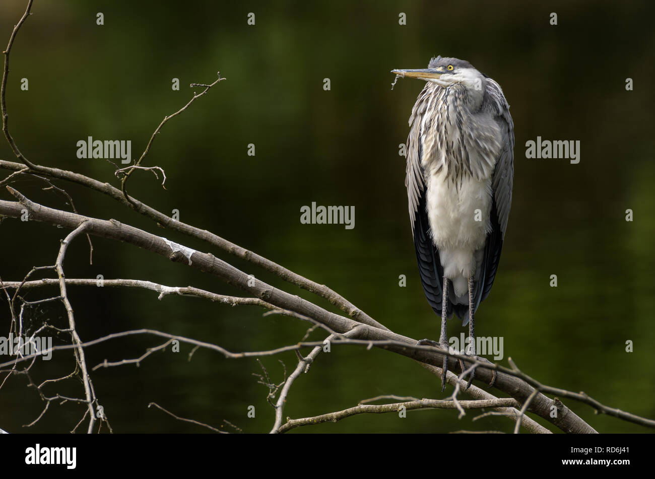 Der Graureiher Ardea cinerea sitzen auf Brunch im grünen See Stockfoto