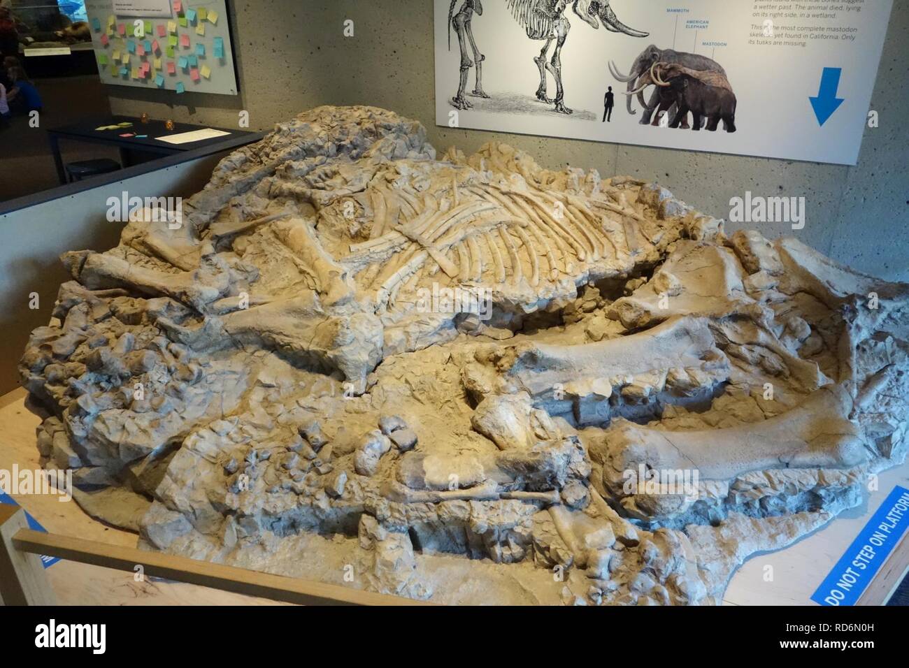 American Mastodon, Besetzung von versteinerten Knochen gefunden östlich von Mt. Shasta - Oakland Stockfoto