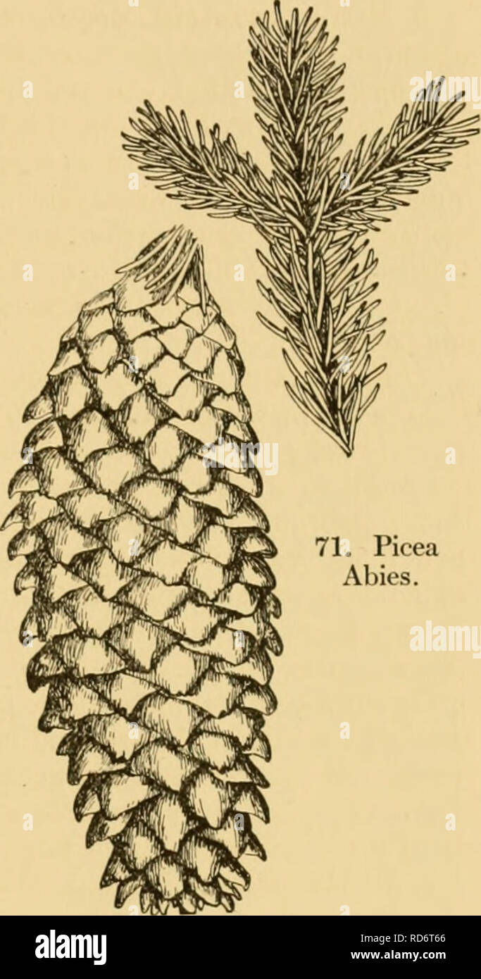 . Der kultivierte Evergreens; ein Handbuch der Nadel- und wichtigsten breitblättrige Evergreens für Schmuck in den Vereinigten Staaten und in Kanada angebaut. Evergreens; Nadelbäume. Die Aufzählung von NADELBÄUMEN 275 1. Picea Abies. in der Regel abgerundet und ganzen an der Spitze. Western China. - zusammen mit den beiden folgenden Sorten im Jahre 1910 eingeführt von E.H. Wilson der Arnold Arboretum, wo es erwies sich als vollkommen winterhart und hat gezeigt, dass es auf der einen Seite zu den ganz Großen der Chinesischen Fichten, in Allgemeines Erscheinungsbild sehr ähnlich der Fichte. Var. Notabilis, Rehd. &Amp; Wils. Blätter Yt^ einen Zoll lang: Con Stockfoto