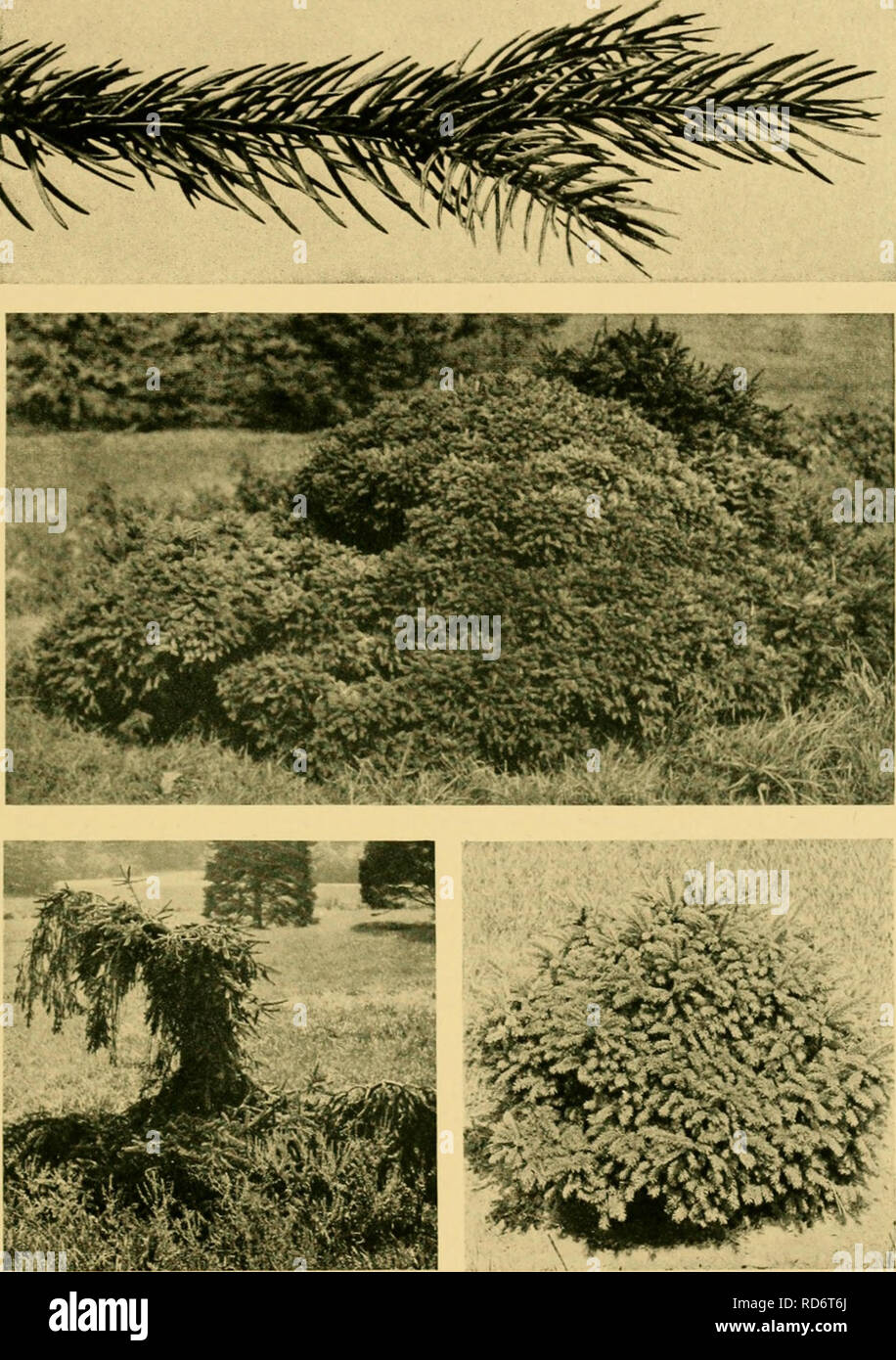 . Der kultivierte Evergreens; ein Handbuch der Nadel- und wichtigsten breitblättrige Evergreens für Schmuck in den Vereinigten Staaten und in Kanada angebaut. Evergreens; Nadelbäume. Platte XXXIV. Die Fichte (Picea abies). Top, das Laub. Zentrum, div. - ClaTt bramliana. Unten links, var. pendnla; rechts, var. microsperma. Bitte beachten Sie, dass diese Bilder sind von der gescannten Seite Bilder, die digital für die Lesbarkeit verbessert haben mögen - Färbung und Aussehen dieser Abbildungen können nicht perfekt dem Original ähneln. extrahiert. Bailey, L. H. (Liberty Hyde), 1858-1954. New York, der Macmi Stockfoto