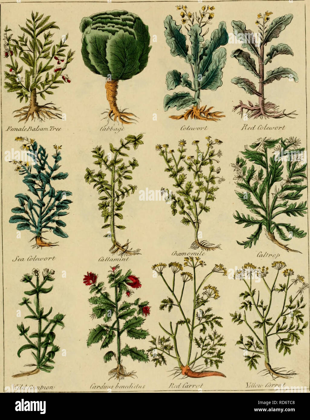 . Culpepper der englische Arzt; und vollständige Kräuter. Botanik, Medizin; Materia medica, Gemüse; Materia Medica; Botanik; Pflanzen, Arzneimittel. . R.?/j. Bitte beachten Sie, dass diese Bilder sind von der gescannten Seite Bilder, die digital für die Lesbarkeit verbessert haben mögen - Färbung und Aussehen dieser Abbildungen können nicht perfekt dem Original ähneln. extrahiert. Culpeper, Nicholas, 1616-1654; Sibley, Ebenezer, 1751-1800. London: Gedruckt für das Thema, und in der britischen Verzeichnis Office verkauft Stockfoto