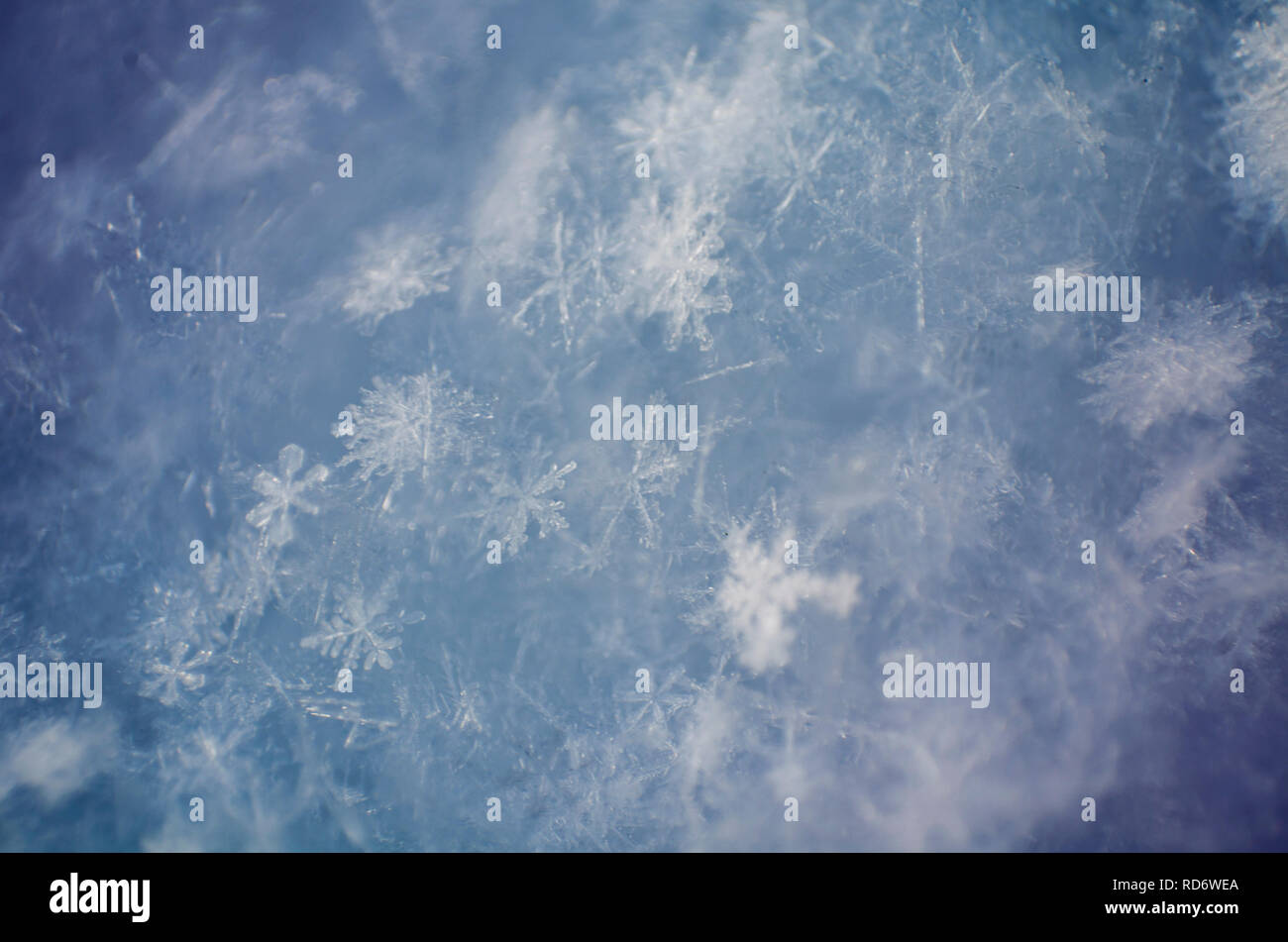 Schneeflocken. Soft Focus Makro Foto. Crystal Clear Ice. Winter. geringe Tiefenschärfe. Thema Weihnachten. Weihnachten Hintergrund für Layout Stockfoto
