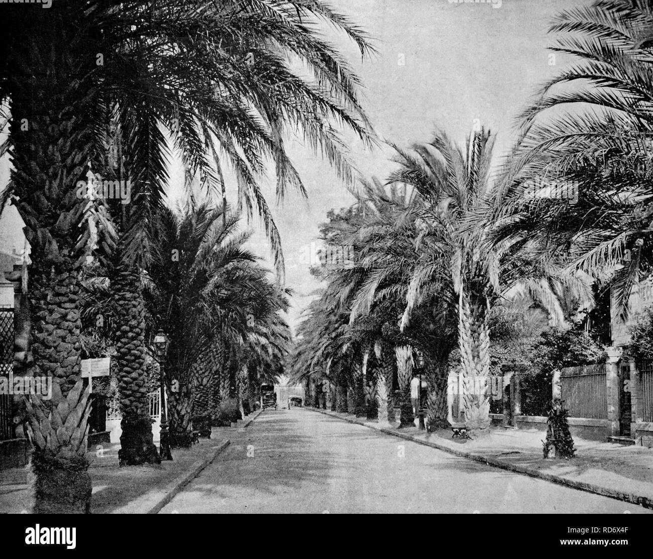 Eines der ersten Autotype Fotos des L'Avenue des Palmiers, Hyères, Frankreich, um 1880 Stockfoto