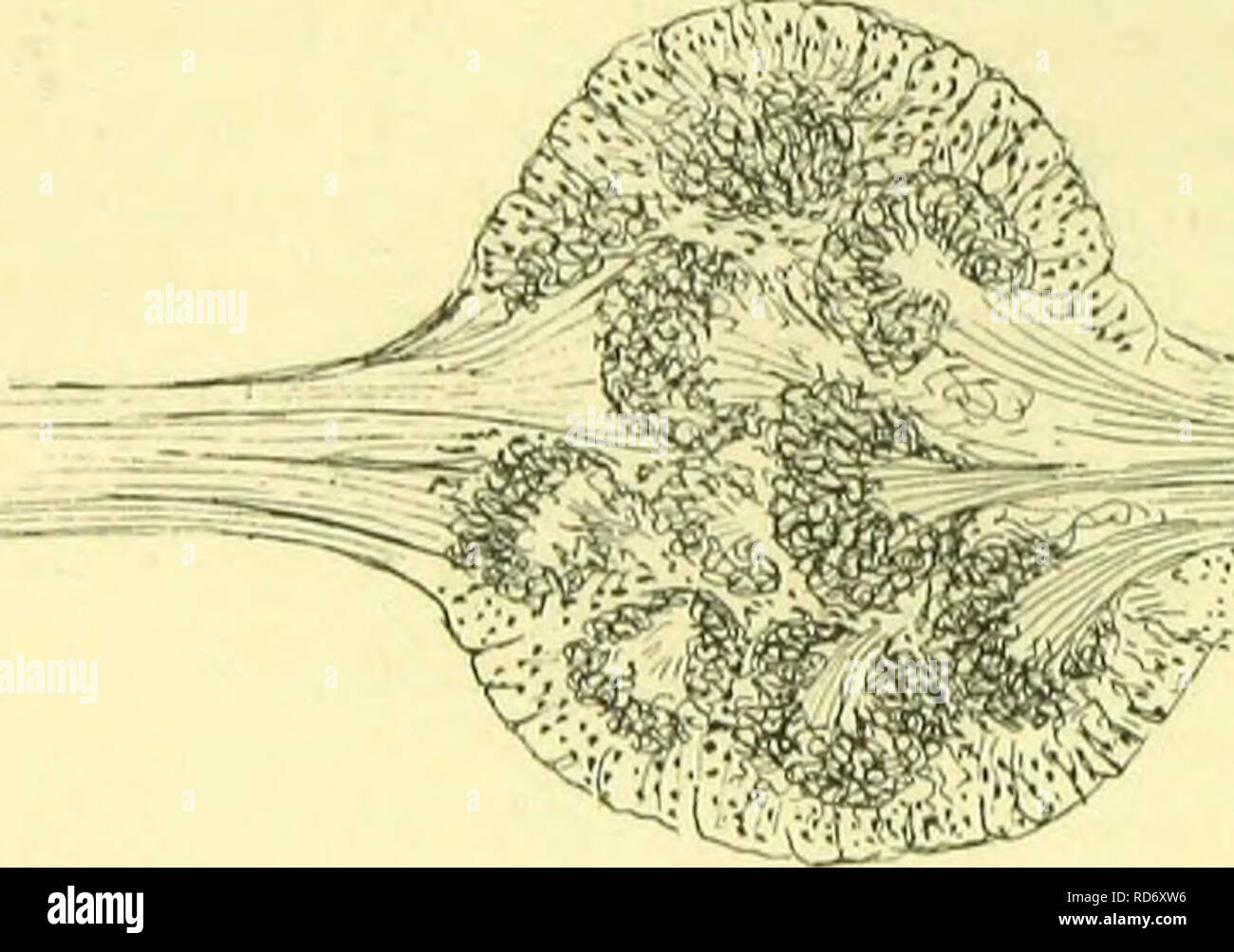 . Der Anatomie, Physiologie, Morphologie und Entwicklung der Schlag-fly (Calliphora erythrocephala.) eine Studie, die in der vergleichenden Anatomie und Morphologie von Insekten; mit Platten und Illustrationen direkt ausgeführt, die von den Zeichnungen des Autors;. Schmeißfliegen. 468 DAS NERVENSYSTEM. 3. Die Oculo-Olfactoiy Bundle (PI. XXIX., Abb. 2) nach außen und nach hinten zu den thalamon. Es wurde zuerst von Viallanes beschrieben. 4. Die Glosso-Olfactory Bündel hinunter zum infra-so-phageal gangHon. Die Medulläre Substanz Der antennal gangHon hat eine sehr bemerkenswerte Struktur, genau, ähnlich wie in der Stockfoto