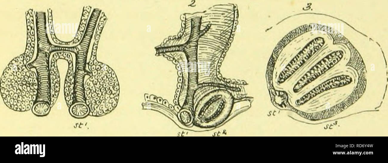 . Der Anatomie, Physiologie, Morphologie und Entwicklung der Schlag-fly (Calliphora erythrocephala.) eine Studie, die in der vergleichenden Anatomie und Morphologie von Insekten; mit Platten und Illustrationen direkt ausgeführt, die von den Zeichnungen des Autors;. Schmeißfliegen. Der Trachealen SYSTEM DER BLOW-fliegen. 369 Die retikulären Bindegewebe, welches ebenfalls aus der proliferierenden Zellen der peritonealen Mantel der Neuen trachealen Schiffe gebildet werden. Der Prozess ist identisch mit der wichtigsten trachealen Trunks in der Embryo gebildet werden; mit der Ausnahme, dass die Keime der neuen Schiffe entwickelt werden. Stockfoto