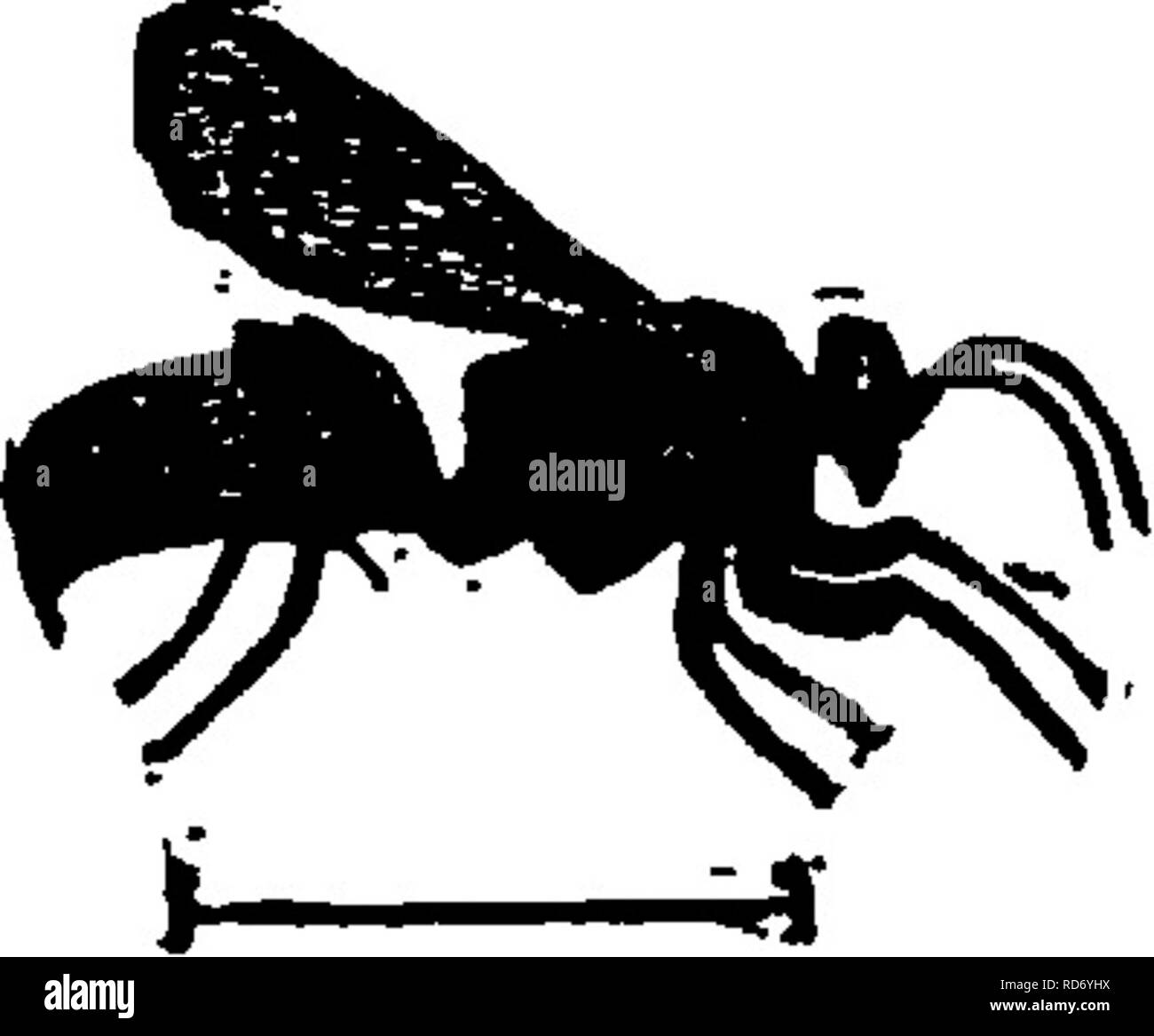 . Ein Handbuch für die Untersuchung von Insekten. Insekten. 652 DIE UNTERSUCHUNG VON INSEKTEN, Familie Larrid^ (Lar'ri-dse). Die Larrids {Lar'befreit). Diese Familie besteht aus Insekten von mäßiger Größe und eher schlanke Form. Der Bauch ist Eiförmig-Konische im Umriss (Abb. 774); es gibt eine einzige Dorn an der Spitze des mittleren tibiae; Die Vorderflügel haben eine appendiculate Zelle (Abb. 775, AP); Bild. 774.- Lar^°,. i t n 11 1 mandiblcs raterminata. Und die sind in der Regel eingekerbt am äußeren Rand. Diese Insekten Fuchsbau in sandigen Plätzen und bereitstellen. Bitte beachten Sie, dass diese Bilder aus gescannten Seite ima extrahiert werden Stockfoto