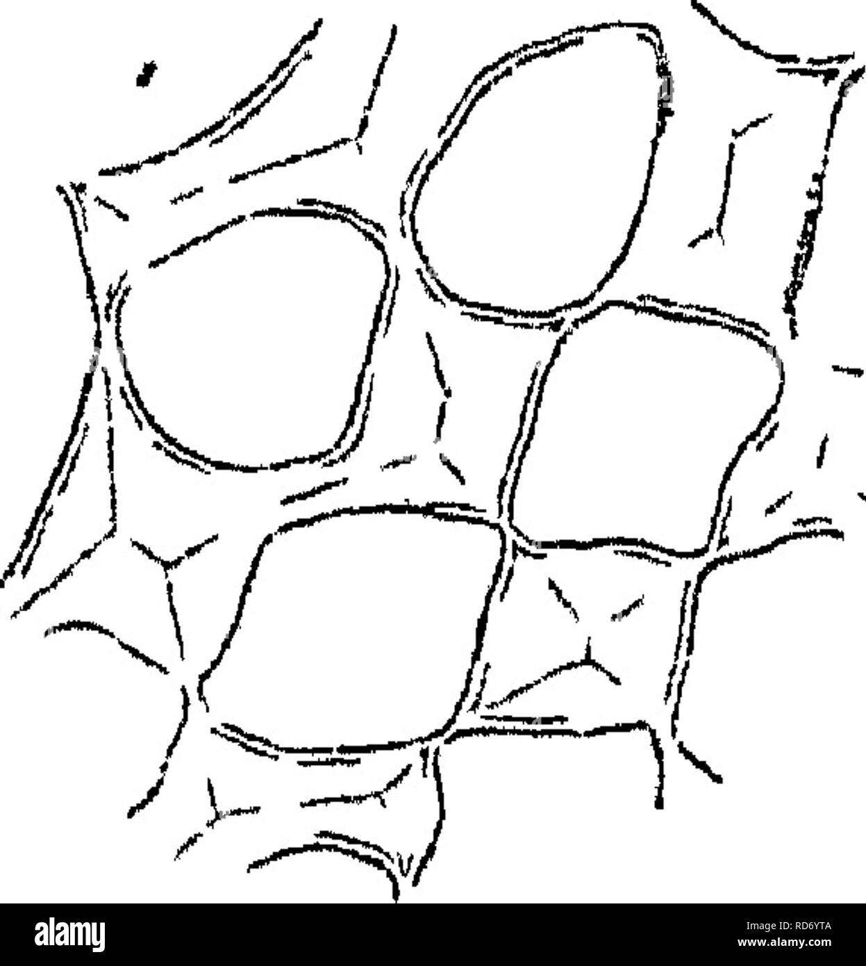 . Grundlagen der Anatomie und Physiologie der pflanzlichen Zelle. Pflanzliche Zellen und Gewebe. s^ANATOMIE UND PHYSIOLOGIE DER Abb. 38.. ' (T CoUenchynia Zellen aus dem Stamm der Beta^ vulgmis In die Winkel der cellb den Inhalt ihrer Membran (a) ist sehr hygroskopisch, und schwillt np^ elatmously m Wasser. aus wlietlier gemacht oder nicht, die in einigen Fällen^, zum Beispiel in der tlie albnmen ScMzolohmm excelsum {siehe Scliloiden auf ^^Eiweiß'' im "JS^ Eizellen handeln Nöt Kuriositäten'' xix. S. 11, Pi. Xliii, ^G55), Zellen und interzellularsubstanz zusammen entstehen; aber nichts kann dezidiert bestimmt Abou werden Stockfoto . Grundlagen der Anatomie und Physiologie der pflanzlichen Zelle. Pflanzliche Zellen und Gewebe. s^ANATOMIE UND PHYSIOLOGIE DER Abb. 38.. ' (T CoUenchynia Zellen aus dem Stamm der Beta^ vulgmis In die Winkel der cellb den Inhalt ihrer Membran (a) ist sehr hygroskopisch, und schwillt np^ elatmously m Wasser. aus wlietlier gemacht oder nicht, die in einigen Fällen^, zum Beispiel in der tlie albnmen ScMzolohmm excelsum {siehe Scliloiden auf ^^Eiweiß'' im "JS^ Eizellen handeln Nöt Kuriositäten'' xix. S. 11, Pi. Xliii, ^G55), Zellen und interzellularsubstanz zusammen entstehen; aber nichts kann dezidiert bestimmt Abou werden Stockfoto