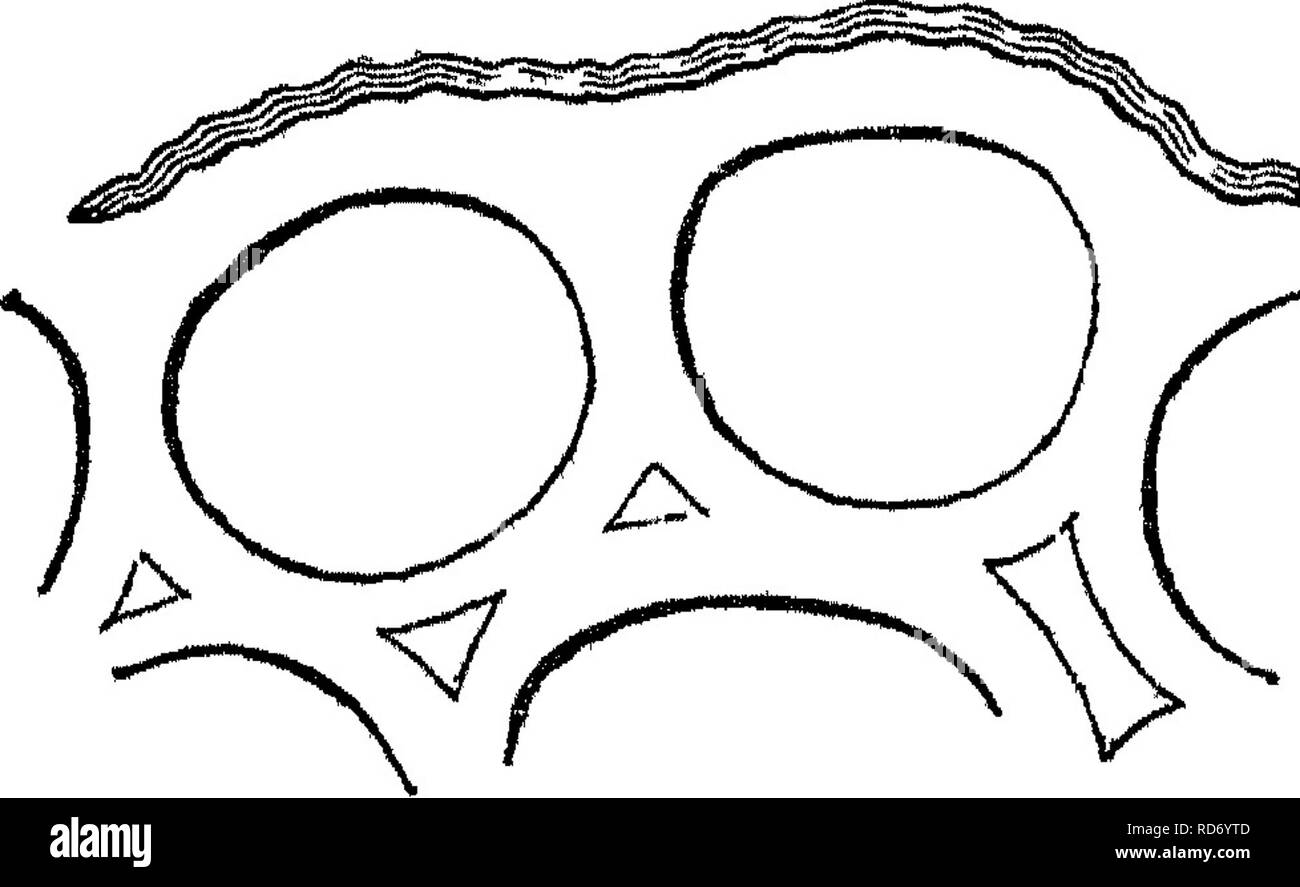 . Grundlagen der Anatomie und Physiologie der pflanzlichen Zelle. Pflanzliche Zellen und Gewebe. Querschnitt tliroiig^ li Das albumen von So pJiGrajapomca, cj, Interzellularsubstanz, durch den Hohlraum der Zellen. tlie interzelluläre Passagen, aber in der Regel bildet eine dichte Masse in der IT und Recht auswischt seinen Hohlraum. Dies geschieht in den bemerkenswerten Quan - Reis in tlie Gewebe von vielen Algse, insbesondere des Fucoide^, der Nostochineae, in der kortikalen Schicht von vielen Flechten, in Ich^^"&gt;. 36. Das Eiweiß vieler Legu-, | eine Minos^, e,&lt;/., Sophora japo-nioa (in %. 36), Gleditschia, &Amp; c. Es wird in kleineren gefunden Stockfoto