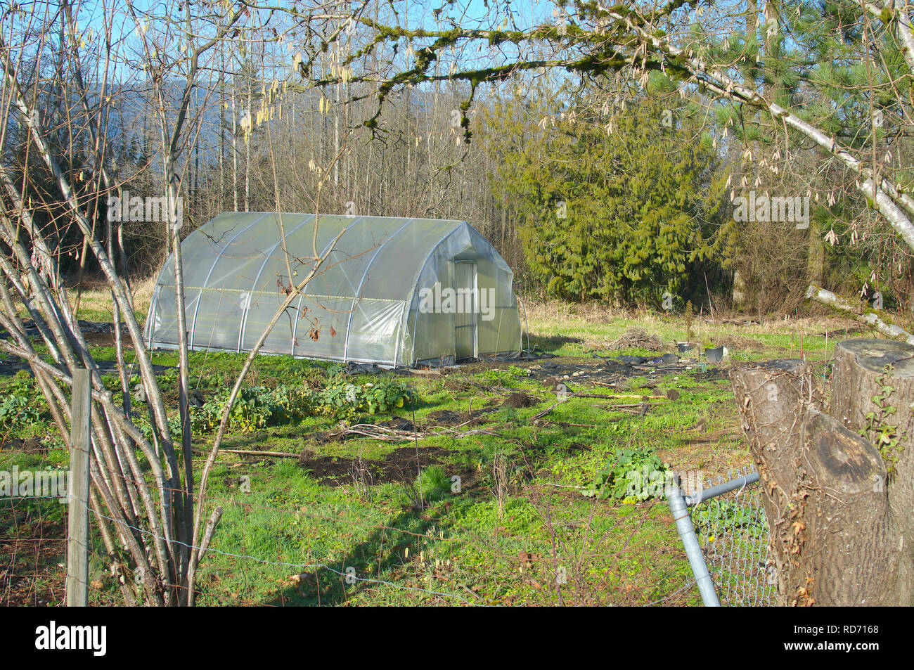 Nicht genutzte Gewächshaus auf einem großen ländlichen Anwesen in British Columbia, Kanada. Im Winter Geschossen, so dass keine Produktion von Blumen oder Gemüse. Stockfoto