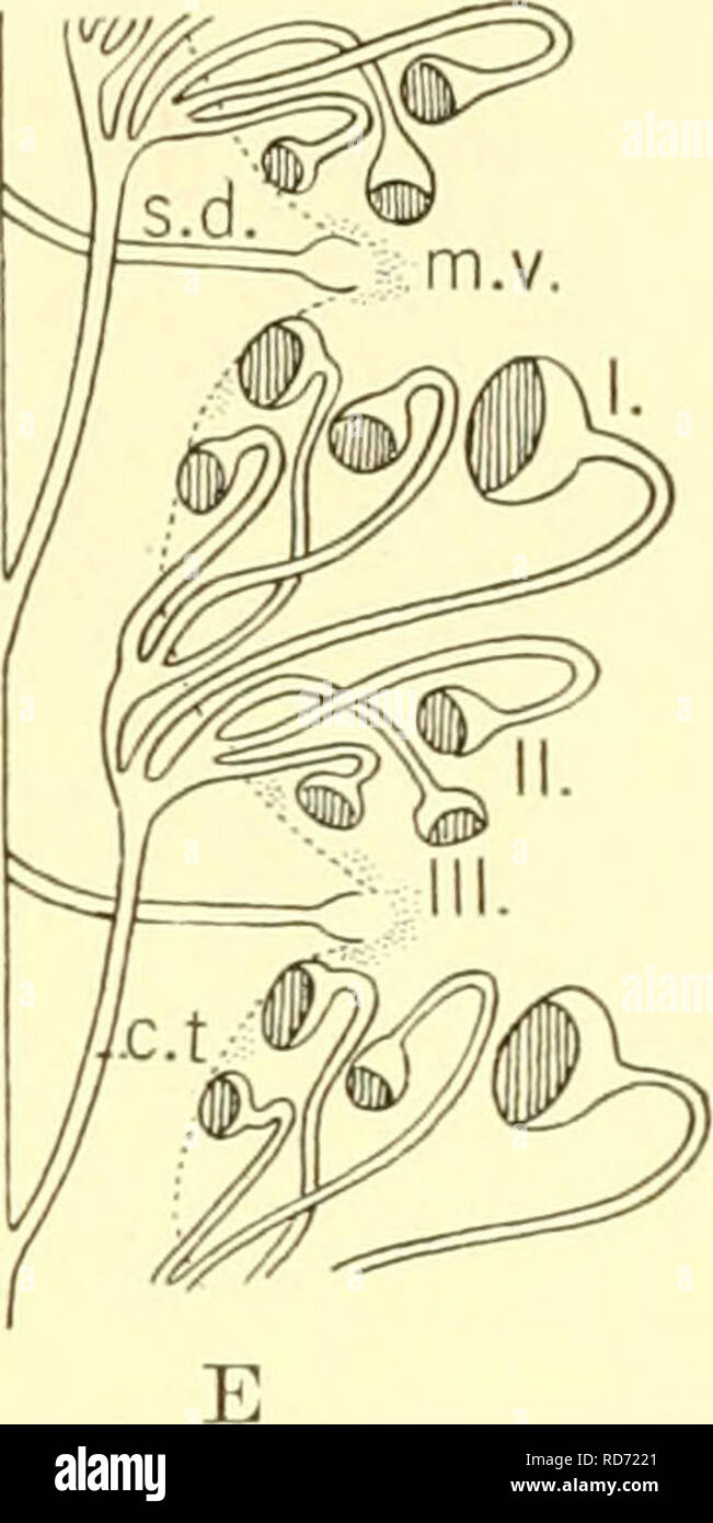 . Die knorpelfischen Fische. Chondrichthyes. Nph pr. d.. A B C D Abb. 258. Abbildungen A bis E Etappen in der Entwicklung der Bowman's Kapseln, Acanthias zu zeigen. (Von Borcea.) c. t., sammeln Tubulus; m.v., median Vesikel; nph., nephrostome; pr. d., pronephrotic Kanals; r. t., Nierenkanälchen; s. d., segmentale Kanals; I, II, und III, primäre, sekundäre und tertiäre Nierenkörperchen. Blutgefäße (Glomerulus) schiebt. Der Körper ist somit zunächst mit einer einzigen primären (I) renale Korpuskel auf jeder Seite und eine wahre Metam-erism erhält, die in der Niere Gewebe zur Verfügung gestellt. Die Entwicklung fortschreitet, aber Stockfoto