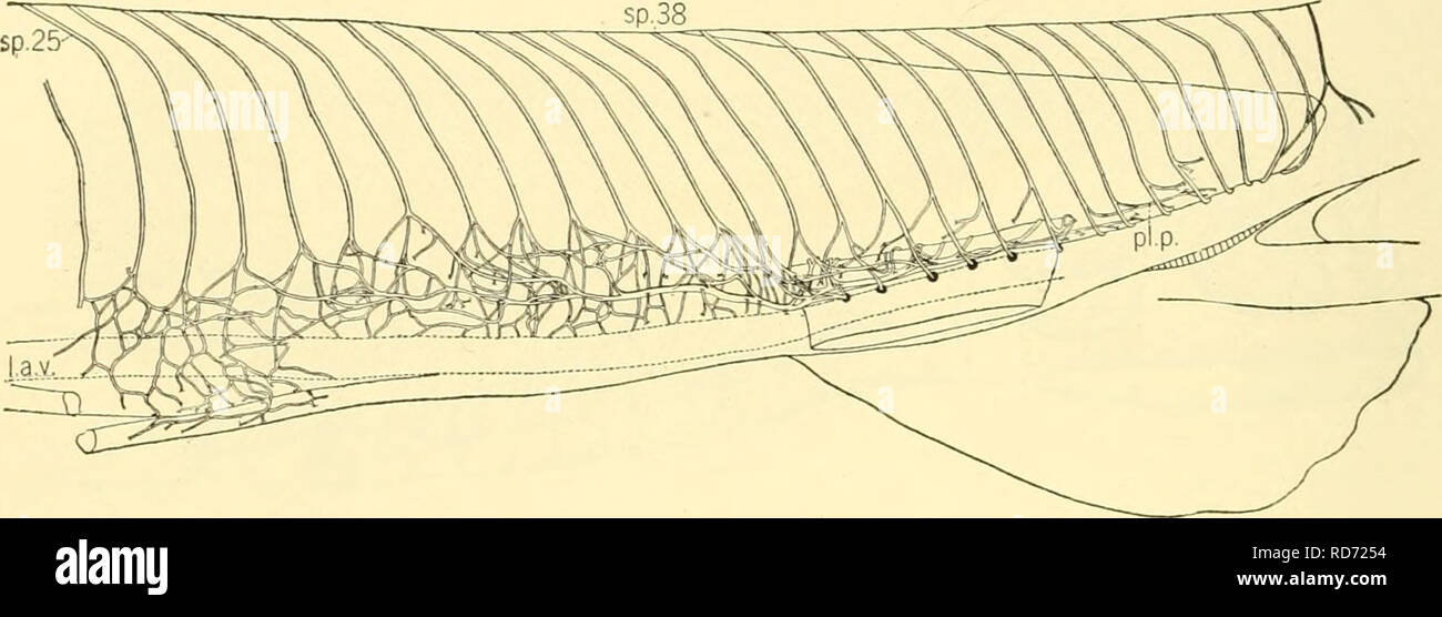 . Die knorpelfischen Fische. Chondrichthyes. 246 Der KNORPELFISCHEN FISCHE befindet sich auf jeder Seite des yoimg von Hexanchus und Chlamydoselachus. In Acanthias gibt es nur zwei oder drei der ventralen Nerven und zwei Dorsalen Rami. Diese Nerven mit der Ersten und Zweiten spinals hb markiert sind. In Abbildung 220. In Torpedo einem ventralen occipitospinal Nerv als solche vorhanden ist. Mehr posterior dieser Nerven mit der ersten Gruppe der Spinalnerven vereinigen die zervikalen Plexus, die wiederum tritt in die Brust Plexus zu bilden, den abgesicherten Leitungen, für eine kurze Strecke laufen können, mit, obgleich Stockfoto