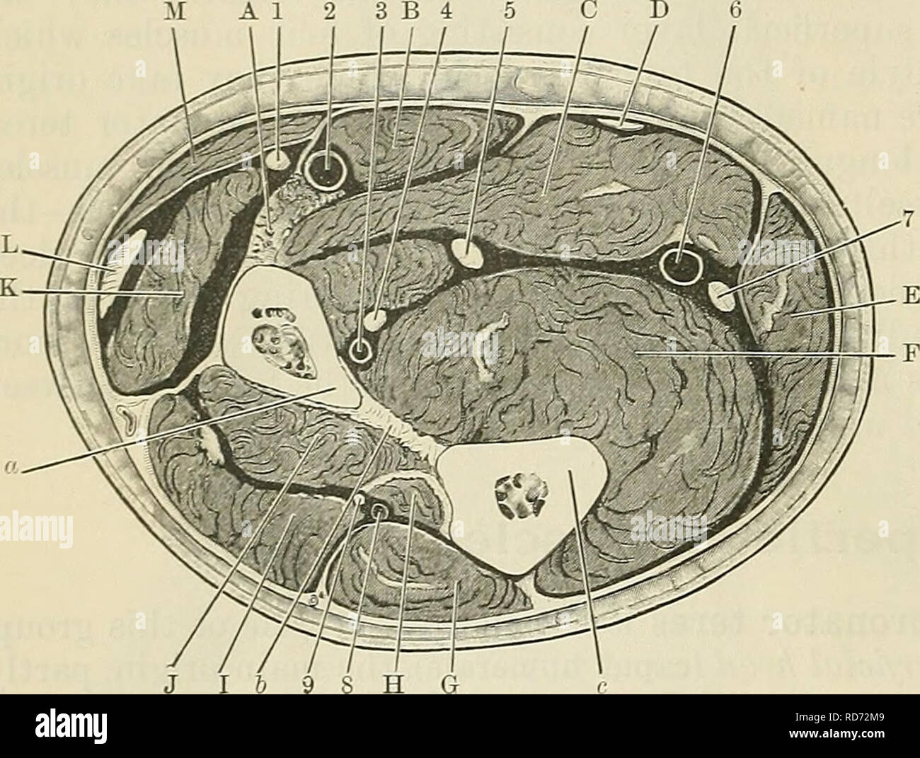 . Cunninghams Lehrbuch der Anatomie. Anatomie. 386 DIE MUSKULATUR. Knochen auf ihren vorderen Oberflächen (Abb. 351, S. 392). Der Chief Sehne ist, dass auf die zweite metacarpal Bone. Der Muskel ist oberflächlich, ausser in der Nähe der Insertion. Seine Sehne in der distalen Hälfte der Unterarm ist ein wichtiger Leitfaden für die radiale Gefäße, die die radiale Seite platziert werden. Nachdem Sie unter der transversalen carpal Ligament die Sehne durch die Ursprünge der kurzen Muskeln der Daumen verborgen ist, und ist von medial nach lateral Seite gekreuzt durch die Sehne des flexor pollicis Longus. Neben der synovialen Burs Stockfoto