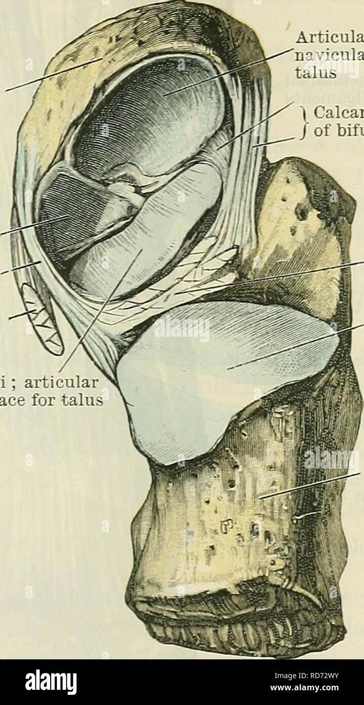 . Cunninghams Lehrbuch der Anatomie. Anatomie. INTEETAESAL GELENKE. 355 Kahnbein Plantar cal-C caneo - strahlbein-j Ligament (. Sehne des Tibialis posterior Muskel (Schnitt) Sustentaculum tali; articul; Oberfläche für talu Gelenkknorpel Oberfläche auf das strahlbein für Leiter des Talus | Calcaneonavicular Teil/der Gabeln ligament Ligament calcaneal Interosseous talo-Artikuläre Oberfläche auf calcaneus für Körper des Talus eine tiefere Ebene als die calcaneo-fibular Bänder des Sprunggelenks - Gemeinsame. Es besteht von kurzen Fasern bestehen zwischen den benachbarten groben Seitenränder der beiden Knochen. Das ligamentum talocalcaneu Stockfoto