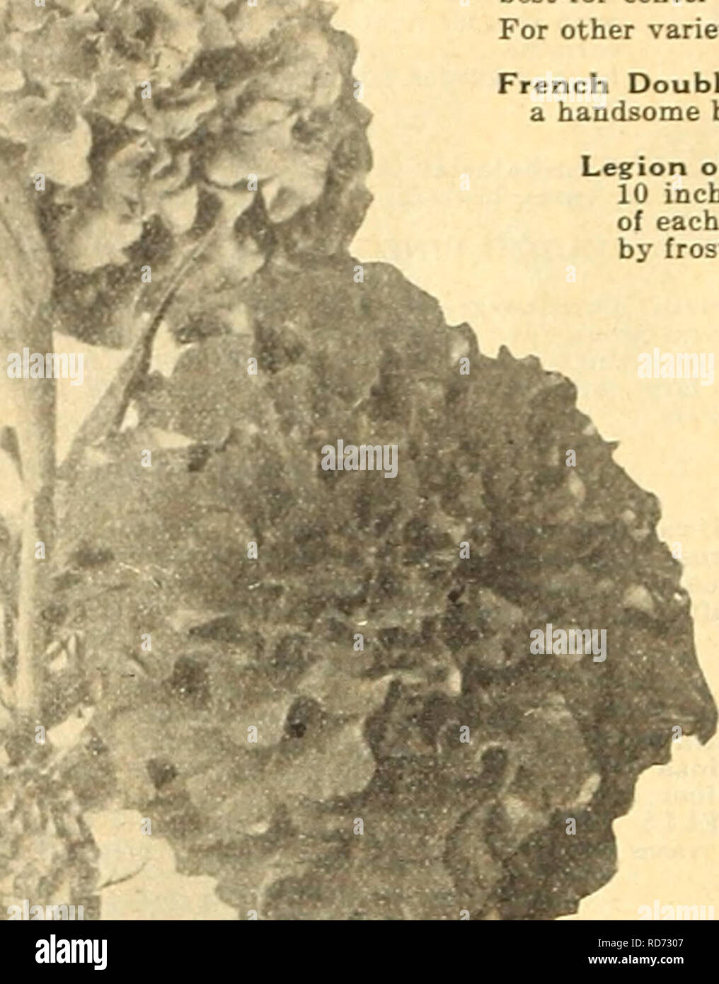 . Currie's Farm und Garten jährliche: Frühling 1918 43. Jahr. Blumen Samen Kataloge, Leuchtmittel (Pflanzen) Samen Samen Kataloge Kataloge; Gemüse; Baumschulen (Gartenbau) Kataloge; Pflanzen, Zierpflanzen Kataloge; Gartengeräte und Zubehör Kataloge. 62 Currie BRÜDER UNTERNEHMEN, Milwaukee, Wis.. Afrikanische Ringelblume. Ringelblume sehr effektive Anlagen für Betten oder Grenzen, reichblühend, der einfach Kultur. Die afrikanische Art sind am besten für das Zentrum von Betten oder Rücken der Grenzen, der Französischen für Kanten oder als Vordergrund für größere Anlagen. Für alle anderen Sorten siehe Ringelblumen und Tagetes. H. H. A. Pkt. Französisches Doppelbett Mix Stockfoto