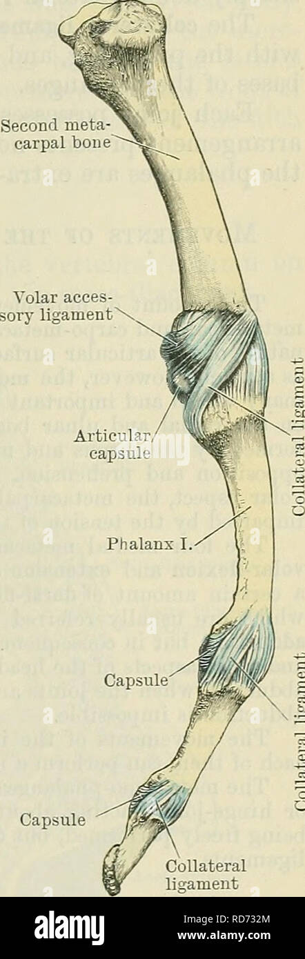 . Cunninghams Lehrbuch der Anatomie. Anatomie. METACAEPO - PHALANGEAL GELENKE. 333 Der Synovialen Stratum (Abb. 311) ist in der Regel Einzel- und Linien die faserige Stratum, aber, wie bereits erläutert, hat es Verlängerungen in den intermetacarpal und inter-carpal Serie von Gelenken. In Verbindung mit der Serie intercarpal, das häufige Fehlen des interosseous Ligament zwischen den größeren und kleineren multangular Knochen erlaubt die freie Kommunikation dieser gemeinsamen Hohlraum mit, dass der transversalen carpal Gemeinsame. ARTICULATIONES METACARPOPHALANGE. E. Metacarpophalangeal Gelenke. - Im Fall der pollex dieses j Stockfoto