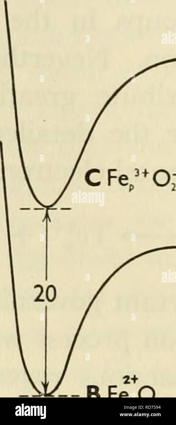 . Strömungen in der biochemischen Forschung, 1956; siebenundzwanzig Aufsätze Dokumentation der bisherige Kurs der biochemischen Forschung und unter Berücksichtigung der engen Beziehung der Biochemie, Medizin, Physiologie und Biologie. Biochemie -- Forschung. PHILIP GEORGE seit Gründung der beiden oxymyoglobin und oxyhämoglobin sind stark exotherme, über 16 und 14 kcal/Mol, bzw. hat dies den Effekt der Stärkung der Widerstand gegen Oxidation durch Erhöhung der endothermicity der gesamten Elektron übertragen, die durch diese großen Mengen. Die Koexistenz der beiden Reaktion pathsâcombination zu bilden Stockfoto