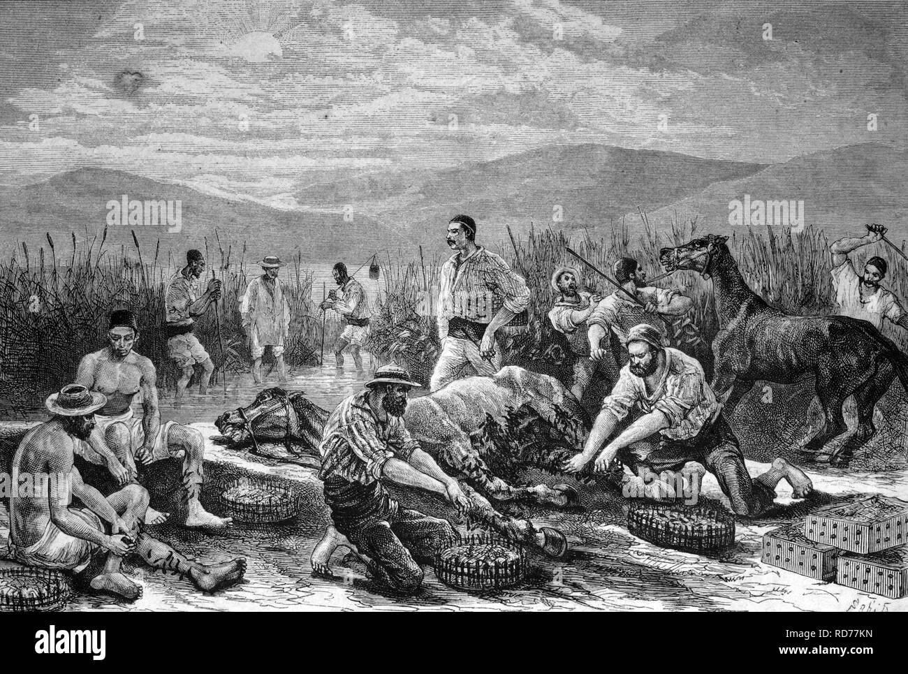 Blutegel Fischerei mit Hilfe von Pferden, historische Abbildung, ca. 1886 Stockfoto