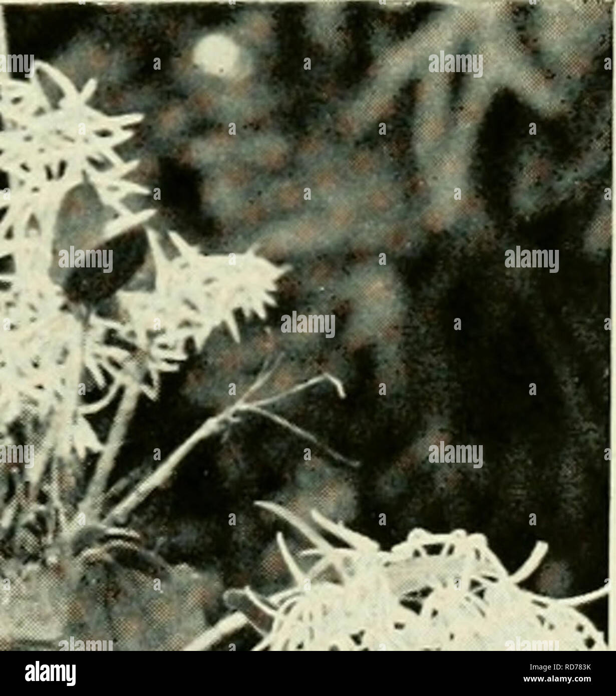 . Eine kulturelle Tabelle der Knabenkrautgewächse. . DENDROBIUM AEMULUM als ein Thema für "Blister" Kultur. (Siehe Artikel auf Seite 270). 36 5. Bitte beachten Sie, dass diese Bilder sind von der gescannten Seite Bilder, die digital für die Lesbarkeit verbessert haben mögen - Färbung und Aussehen dieser Abbildungen können nicht perfekt dem Original ähneln. extrahiert. Cox, John Murray, Gilbert, Percy Albert. Sydney, Hirte drücken Sie Stockfoto