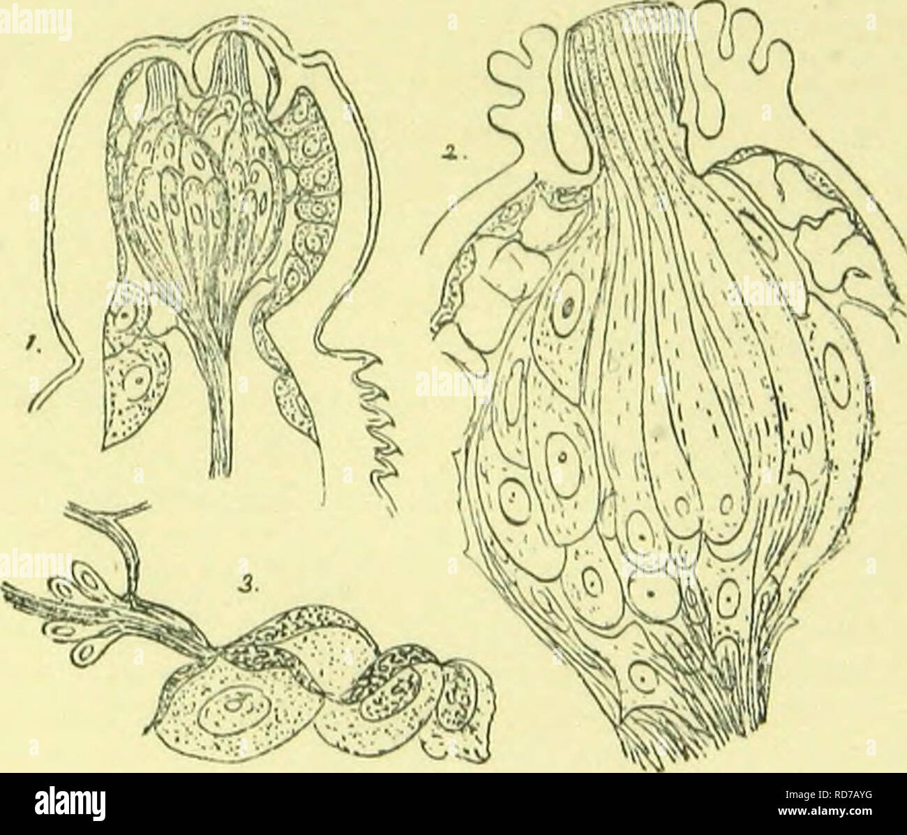 . Der Anatomie, Physiologie, Morphologie und Entwicklung der Schlag-fly (Calliphora erythrocephala.) eine Studie, die in der vergleichenden Anatomie und Morphologie von Insekten; mit Platten und Illustrationen direkt ausgeführt, die von den Zeichnungen des Autors;. Schmeißfliegen. Die Muskeln und Nerven. 291 glion Zellen in der Nähe ihrer Kündigung (Abb. 12 Seine, j), und am Ende in demilunes granularer Protoplasma auf der inneren Oberfläche der Unterhaut. Neben dem Ende Organe der Sinnesorgane, die jenseits, viele der kutanen Nerven Termi-beschrieben werden in bemerkenswerten fusiform Nate bi-polar-Zellen. Eine oder mehrere solcher c Stockfoto