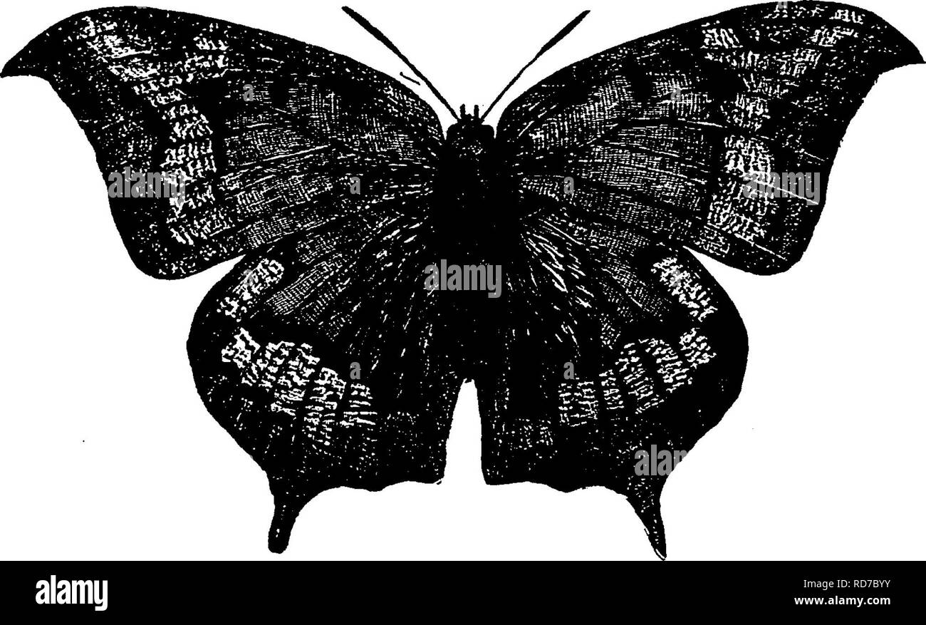 . Ein Handbuch für die Untersuchung von Insekten. Insekten. 410 DIE UNTERSUCHUNG VON INSEKTEN. Wie Anosia plexippus Monarch, diese Spezies bezeichnet worden ist, ist treffend der Vizekönig genannt. V. Der Kaiser, - die Schmetterlinge dieser Gruppe sind vor allem im südlichen Teil unseres Landes. Die fol-genden ist die beste bekannte Arten: - Die Ziege - Unkraut Schmetterling, 7 icea Andria (A-Nae'Ein'-Dri-a). - Die Weibchen dieser Spezies können leicht durch Abbildung 480 anerkannt werden. Das Männchen ist kleiner, mit Flügeln eines reichen. Abb. 480,- Ancea Andria. dunkel orange, breitrandig mit braunen, und ohne das helle Band Merkmal der FEM Stockfoto
