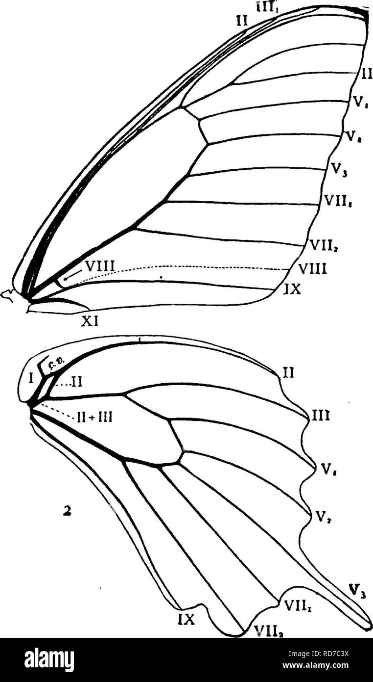 . Ein Handbuch für die Untersuchung von Insekten. Insekten. 37 ^ DIE UNTERSUCHUNG VON INSEKTEN. thorax. Diese haben osinateria (OS-ma-te'Ria bezeichnet wurde), und sollen die Organe der Verteidigung zu sein; denn sie ausatmen, wenn gedrückt^ "4, ein Geruch, die in einigen Arten ist überaus dis - angenehm. Die chrysalids sind in der Mitte dicker und erheblich an jedem Ende Konus; sie sind mehr oder weniger gewinkelt, und haben bestimmte Teile übermäßig produziert; sie sind Sus - durch den Schwanz und durch ein loses Umfang um die Mitte in der Agenten-Mailbox gelegen haben. Diese Familie umfasst zwei gut markierte subfami - Lügen, die zeichnen sich wie folgt: - A. Stockfoto