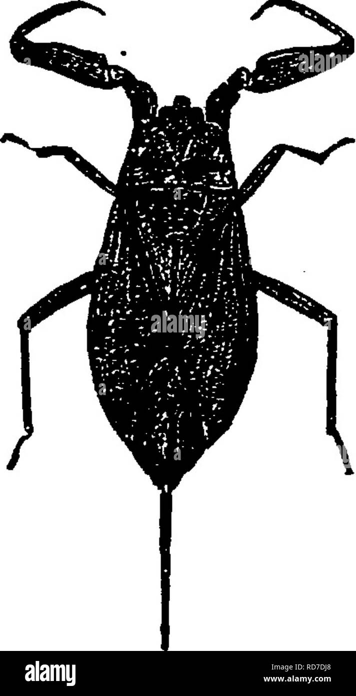 . Ein Handbuch für die Untersuchung von Insekten. Insekten. 174 DIE UNTERSUCHUNG VON INSEKTEN, Pflanzen und wird auf keine andere ernähren; somit ist der Rot-Skala der Orange nicht Mühe Laubbäume Früchte. Auf der anderen Seite, andere Arten haben eine Vielzahl von Nahrungspflanzen. Dies ist der Fall, der gierig - Skala, die infests eine große Vielfalt der kultivierten und wildwachsenden Pflanzen. Abbildung 202, Seite 165, stellt die Scurfy Bark-Laus, Chionaspis furfurus (Chi-o-nas-pis Fell^ Fell-us), einer Art sehr weit auf Apfel, Birne und Kirsche; Abbildung 212, der Kiefer - Blatt Scale, Chionaspis pinifolice (Pin-ich-Fo^ li-ae), die auftritt, Stockfoto