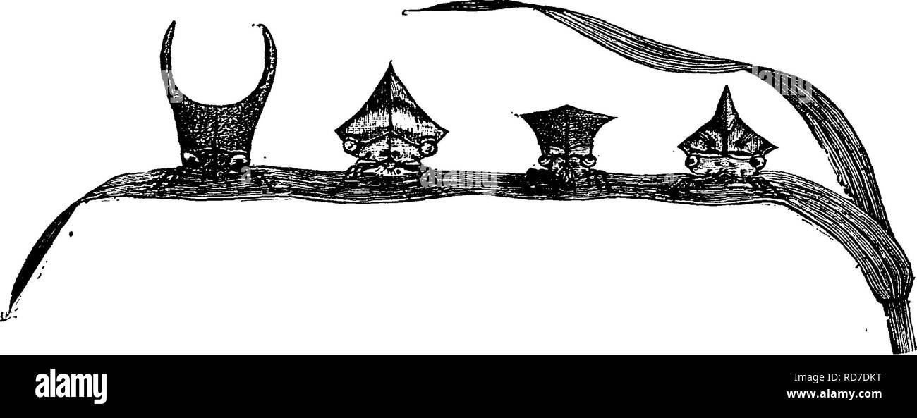 . Ein Handbuch für die Untersuchung von Insekten. Insekten. 4 DIE UNTERSUCHUNG VON INSEKTEN. % Abb. 189. - Cicad ul Ein Weinblatt - Hopper, Erythroneiira vitis (E-ryth-ro-neu" Ra vi 'tis), ist eine bekannte Schädling, infests die Blätter der Traube. Es ist etwa ein Achtel Zoll Länge, durch zwei Blut - rote Streifen durchzogen, und eine dritte dusky ein an der Spitze. Es ist oft MPROP-. erly "Thrip" von Rebsorten Winzer genannt. Aber die termThrip oder besser Thripse sollten Mitglieder des Ordens Physopoda beschränkt werden. Die Rose leaf-hopper, Einpoa rosce (Em^ po-a ro^Sae), ist auch ein (VONDER wcll bekannte pcst, wie es oft Schwärme o Stockfoto