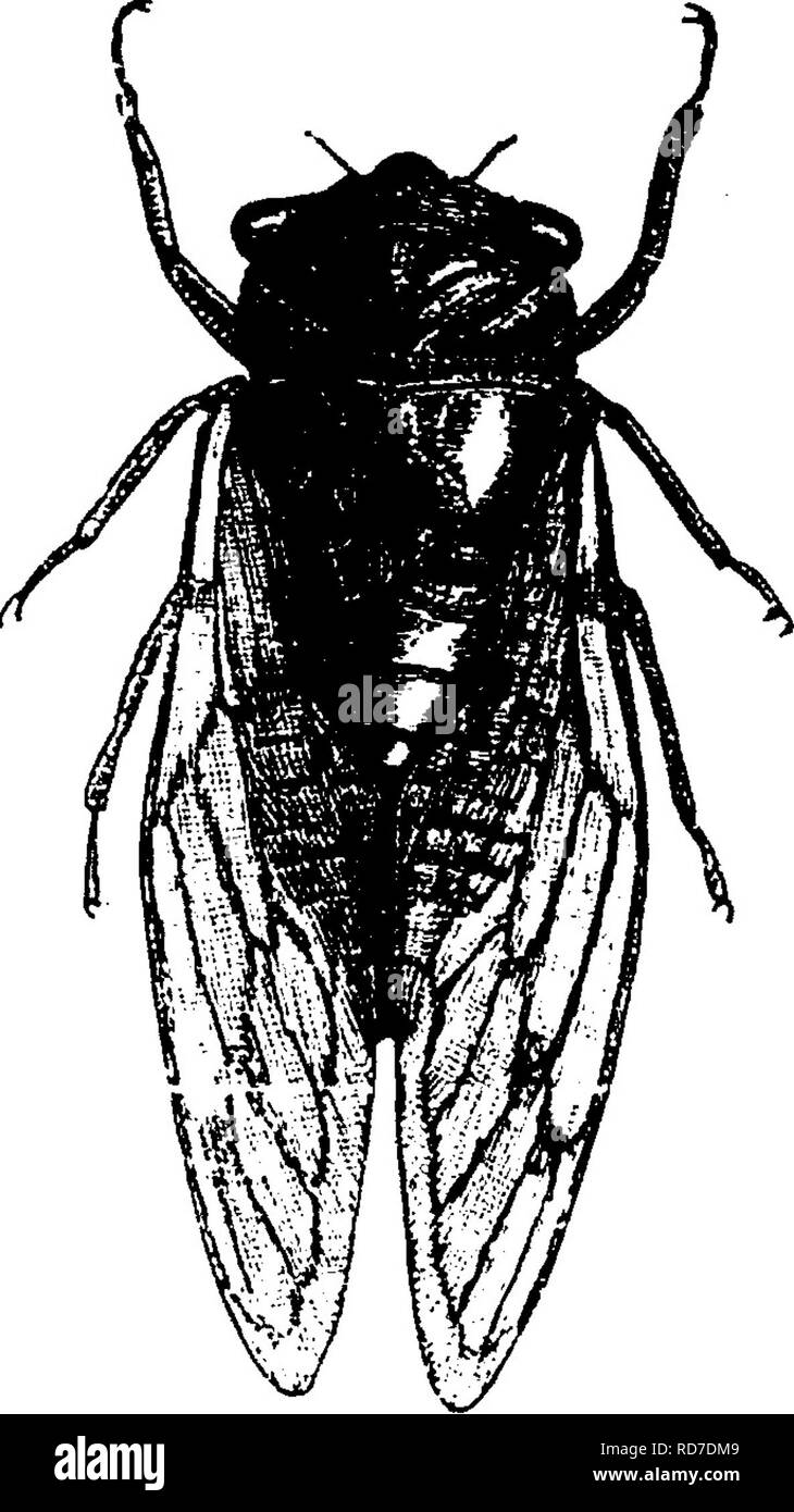 . Ein Handbuch für die Untersuchung von Insekten. Insekten. ISO DIE UNTERSUCHUNG VON INSEKTEN.. Dog-Tag die Ernte - Fliegen (Abb. 184) Um eine Idee mehr in der Familie geben. Wir haben mehrere Arten viel kleiner als diese; aber ihre charakteristische Form und die Anwesenheit von drei ocelli sind ausreichend, um sie von den Mitgliedern der anderen Familien zu unterscheiden. Die periodische Zikaden, Zikade sep-te 7 tdeciin (Ci-Ca'd ein sep-Ten'de-CIM) ist sehr allgemein in diesem Land bekannt, owince zu Iti des crreat iirh mimbet^^] Es erscheint, in langen Abständen. Dieses periodische Erscheinung ist durch t Stockfoto