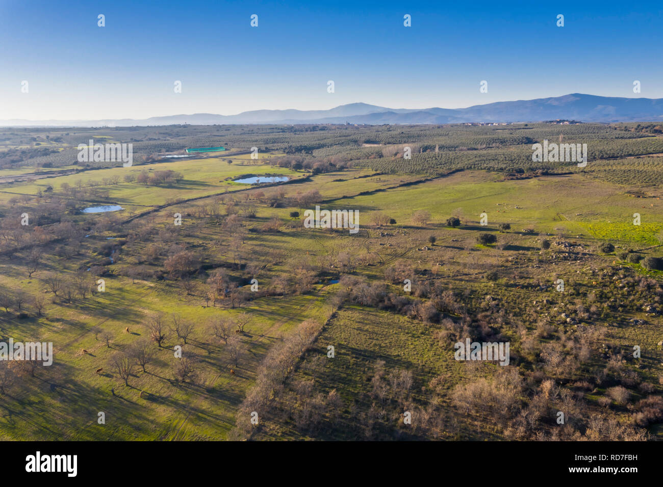 Ein Luftbild von der erstaunlichen "ehesa Extremeña' ist das, was wir in der Region Extremadura im Freien, Grasland, Lagunen, Eichen und viele Kuh Rinder gefunden Stockfoto