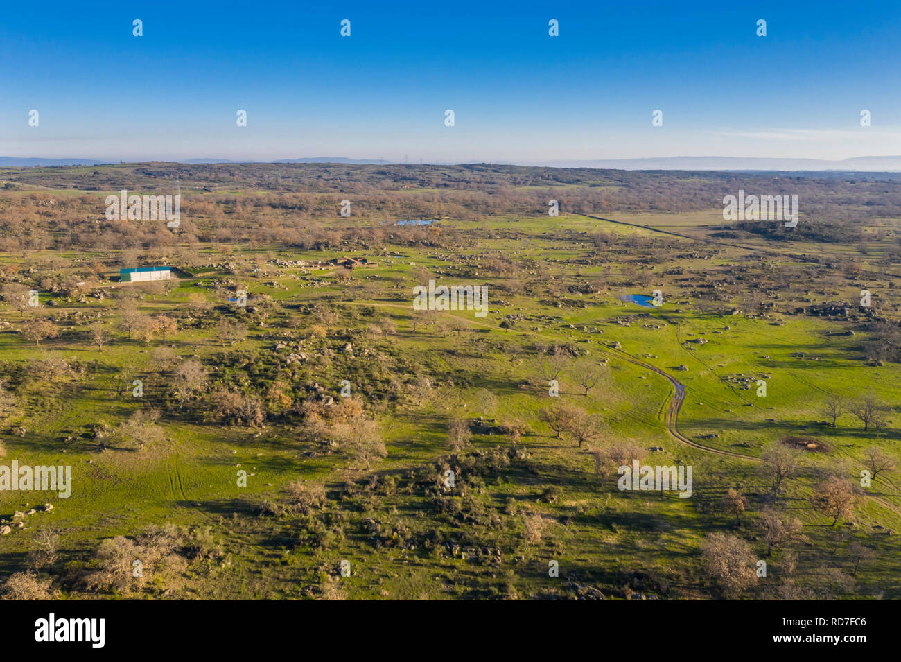 Ein Luftbild von der erstaunlichen "ehesa Extremeña' ist das, was wir in der Region Extremadura im Freien, Grasland, Lagunen, Eichen und viele Kuh Rinder gefunden Stockfoto