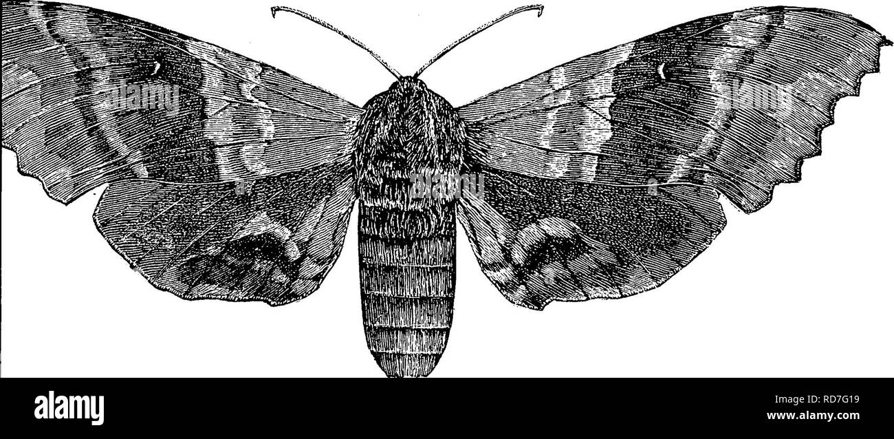 . Ein Handbuch für die Untersuchung von Insekten. Insekten. LEPIDOPTERA. 33 Die bescheidene Sphinx, Marumba modesta (Ma-rum" ba mo-des' ta). - Es war, wahrscheinlich, die ruhigen oHve Tönungen, in denen die Motte hauptsächlich gekleidet ist, der vorschlug, den Namen modesta für es, aber es ist eine der schönsten unserer Hawk-Motten. Der Körper und basalen Drittel der Vorderflügel sind blass olive; den äußeren Drittel der Vorderflügel ist ein dunkler Schatten der gleichen Farbe; während im mittleren Drittel noch dunkler ist (Abb. 409).. Abb. 409 - Maruviba 7 uodesta. Die Hinterflügel sind stumpf Karmin-rot in der Mitte; Es ist ein bläulich-grauen Patch mit einem gebogenen bl Stockfoto