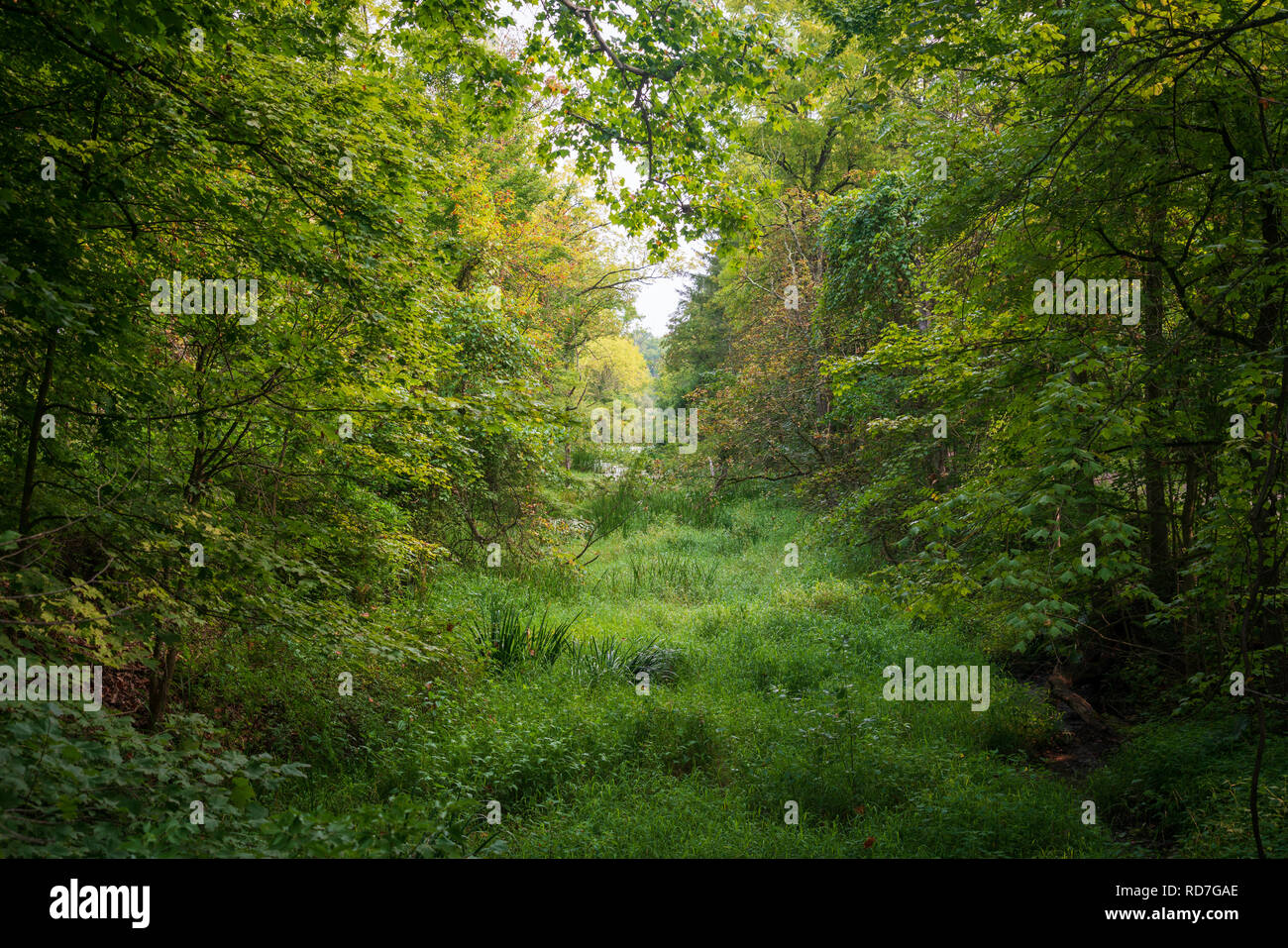 Die dicken bewaldete Fläche von Cuyahoga Valley National Park, Ohio. Stockfoto