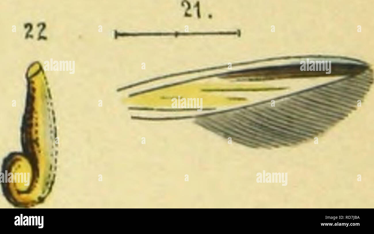 . Abbildung und Beschreibung Europa? ischer Schmetterlinge in systematischer Reihenfolge. Lepidoptera. . Bitte beachten Sie, dass diese Bilder sind von der gescannten Seite Bilder, die digital für die Lesbarkeit verbessert haben mögen - Färbung und Aussehen dieser Abbildungen können nicht perfekt dem Original ähneln. extrahiert. Praun, Sigmund von. Nu?rnberg, Bauer & Amp; Raspe Stockfoto