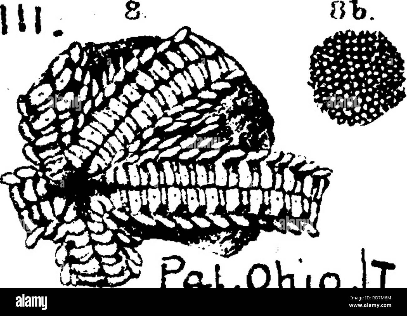 . Ein Wörterbuch der Fossilien von Pennsylvania und Nachbarstaaten in die Berichte und Kataloge der Umfrage benannt... Paläontologie. 775 Prota. Protaster granuliferus, sanftmütig, Amer. Jour. S.&amp; A. [3], Vol. 3,1872. Pal. Ohio, Vol. 1,1873, Seite 68, Platte 2 seine^ Abb. 8 a, vergrößerte^ etwa doppelt (eine einzigartige und unvollkommen Muster, nicht anschmiegsam in jeder Hinsicht Forbes' Gattung), ventrale Ansicht eines Teils der Scheibe, und ^ ^-^ oKlpII. inneren Enden der Strahlen; 8 5, kleine magniHed Teil der minutiös granulierten Haut der dorsalen Seite der Disc. Mitten in Cincinnati {Hudson River) Bildung am Moore's Hill, Ind ni Stockfoto