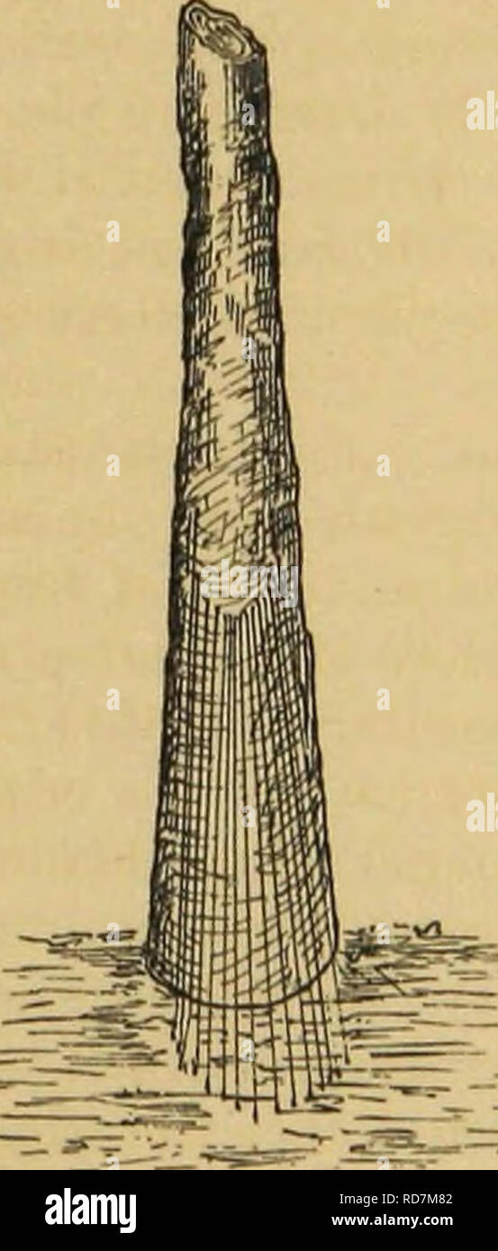 . Amerikanische spinnen und ihre Spinnen. Eine natürliche Geschichte der orbweaving Spinnen der Vereinigten Staaten, insbesondere im Hinblick auf ihre Branche und Gewohnheiten. Spinnen. NEST MACHEN: seine Herkunft und Verwendung. 325 Die Verbreitung der Teppich wie Struktur oder die pouched Bag, bzw. die Snares dieser Arten bilden. Ich habe ausführlich beschrieben die Methode in einem Papier auf die Gewohnheiten der Purseweb Spinne,^ Und es wird ziemlich die Tätigkeit aller anderen Arten mit ähnlichen Wohnungen dar. Die charakteristische tube Atvpus*^^ die Purseweb spider gegen den Stamm eines Baumes gesponnen wird, ex-t Stockfoto