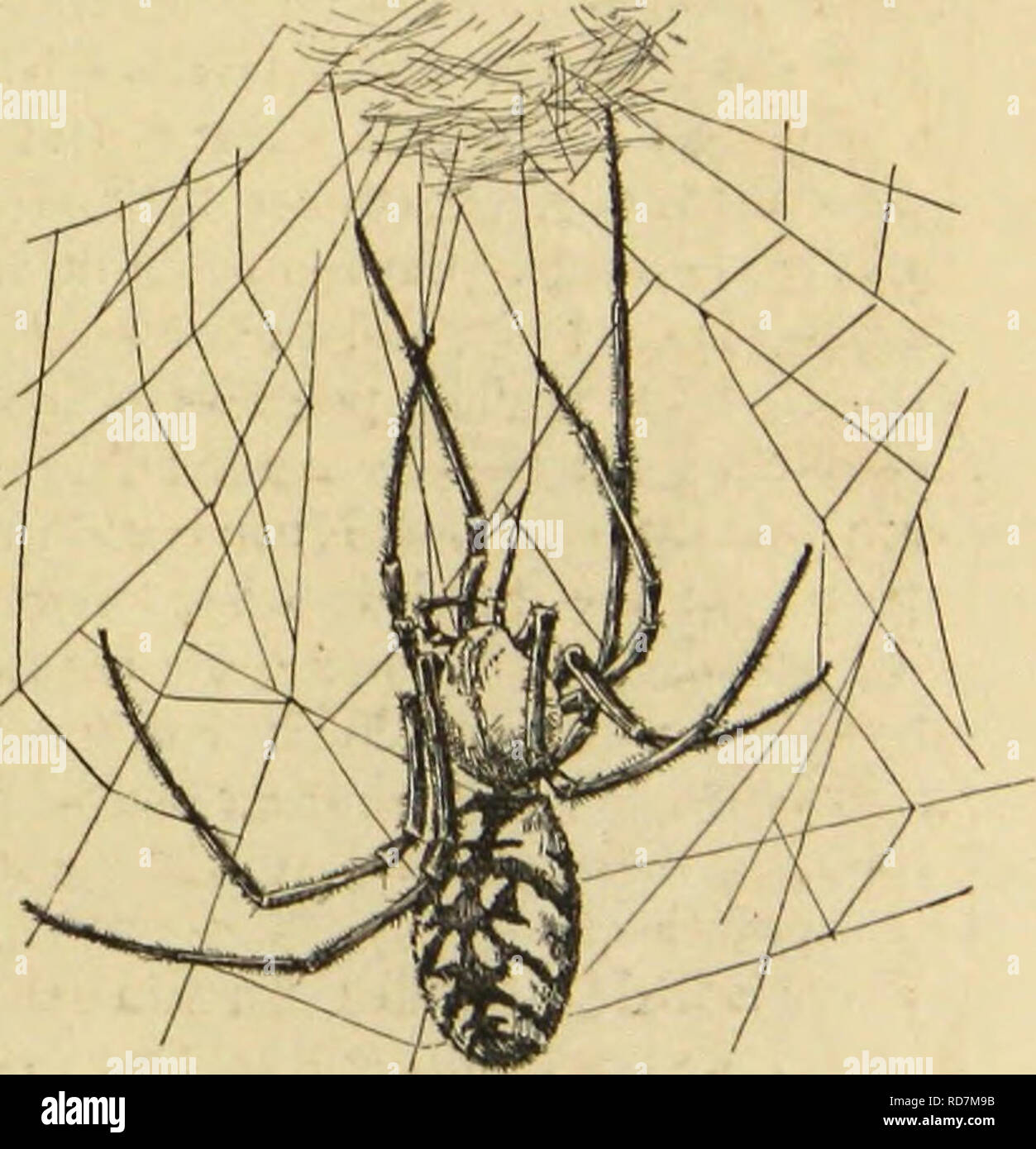 . Amerikanische spinnen und ihre Spinnen. Eine natürliche Geschichte der orbweaving Spinnen der Vereinigten Staaten, insbesondere im Hinblick auf ihre Branche und Gewohnheiten. Spinnen. DKATII ANT) seine Verkleidungen. 421 von was man kann überall von anderen Arten im Herbst Tage sehen, und, in der Tat, an den Jahreszeiten othci" auch für die Begrenzung des Lebens mit einigen Arten ist vor dem Fall erreicht. I. Ich habe vorhin bemerkte, dass die meisten natürlichen Tod der Spinne ist, perliai) s, eine gewalttätige. Für die Speisung der hungrigen Schlund eines stärker, geschickter oder mehr Glück fellow aranead; gelähmt werden und die fash-entombe Stockfoto