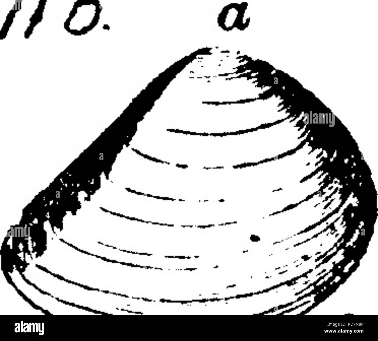 . Ein Wörterbuch der Fossilien von Pennsylvania und Nachbarstaaten in die Berichte und Kataloge der Umfrage benannt... Paläontologie. . Bitte beachten Sie, dass diese Bilder sind von der gescannten Seite Bilder, die digital für die Lesbarkeit verbessert haben mögen - Färbung und Aussehen dieser Abbildungen können nicht perfekt dem Original ähneln. extrahiert. Lesley, J. S. (J. Peter), 1819-1903; Pennsylvania. Kollegium der Kommissionsmitglieder für die Zweite Geological Survey. Harrisburg, Vorstand der Kommissare für die Geologische Übersicht Stockfoto