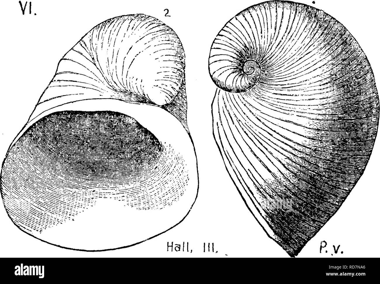 . Ein Wörterbuch der Fossilien von Pennsylvania und Nachbarstaaten in die Berichte und Kataloge der Umfrage benannt... Paläontologie. Plat. 684. Platycerrs ventricosum, Oonrad, Jahresbericht von New York, 1840. Geologie von Can-Ada 1863, Seite ^ 58, Abb. 461. Hall, Pal. N.Y., Vol.3, Lh 59; 46], S.310, Abb. 1, 2. Untere Helderherg Bildung, VI. - In Pennsylvania, gefunden entlang der Hecht und Monroe countyoutcropof die Oriskany^ especi-Verbündeten auf der Broadhe ad Creek (G6, S. 123, 124); auch in Montour County. Cooper Geof^^^^^^^^^^^^^^^^^^^^ Qjy Township, im Grove Bro.Tunnel, an der Hartzell Steinbruch, ein Stockfoto