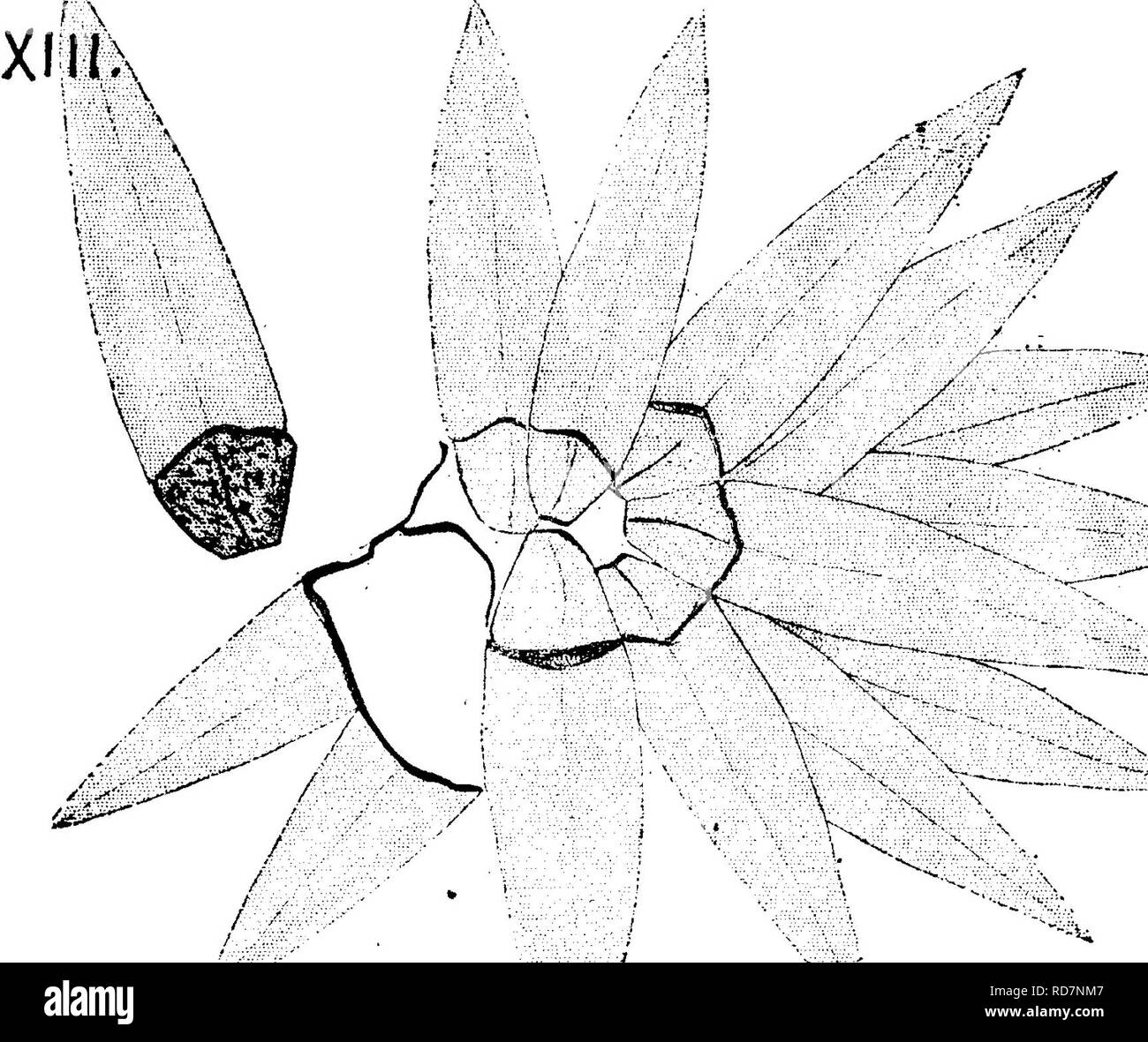 . Ein Wörterbuch der Fossilien von Pennsylvania und Nachbarstaaten in die Berichte und Kataloge der Umfrage benannt... Paläontologie. Les^:/gs $. FL 17^. Bitte beachten Sie, dass diese Bilder sind von der gescannten Seite Bilder, die digital für die Lesbarkeit verbessert haben mögen - Färbung und Aussehen dieser Abbildungen können nicht perfekt dem Original ähneln. extrahiert. Lesley, J. S. (J. Peter), 1819-1903; Pennsylvania. Kollegium der Kommissionsmitglieder für die Zweite Geological Survey. Harrisburg, Vorstand der Kommissare für die Geologische Übersicht Stockfoto