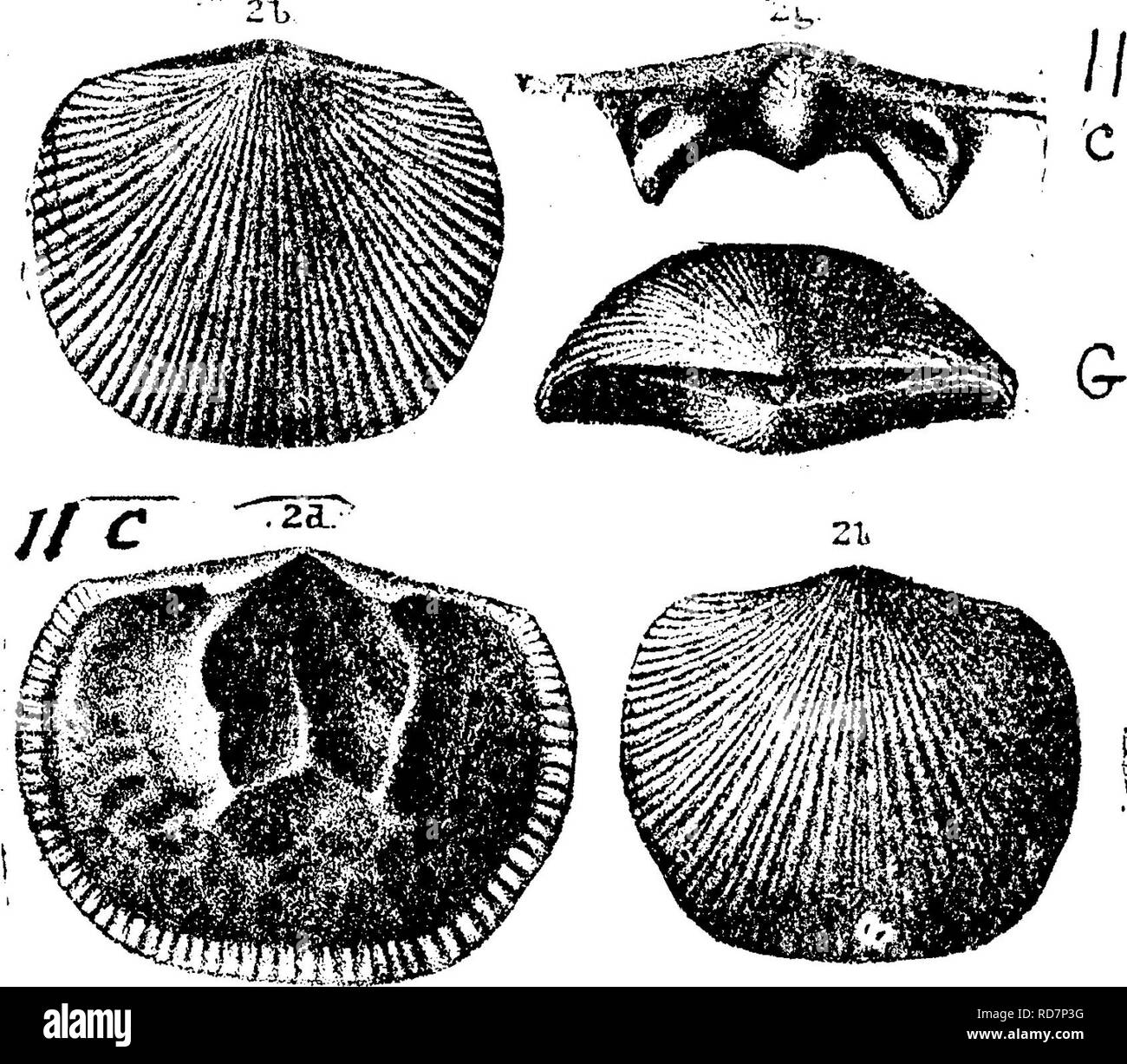 . Ein Wörterbuch der Fossilien von Pennsylvania und Nachbarstaaten in die Berichte und Kataloge der Umfrage benannt... Paläontologie. Ich,. Orthis subquadrata, Halle. Pal. N.Y., Vol. 1, 1847. Tre7h -. Bitte beachten Sie, dass diese Bilder sind von der gescannten Seite Bilder, die digital für die Lesbarkeit verbessert haben mögen - Färbung und Aussehen dieser Abbildungen können nicht perfekt dem Original ähneln. extrahiert. Lesley, J. S. (J. Peter), 1819-1903; Pennsylvania. Kollegium der Kommissionsmitglieder für die Zweite Geological Survey. Harrisburg, Vorstand der Kommissare für die Geologische Übersicht Stockfoto