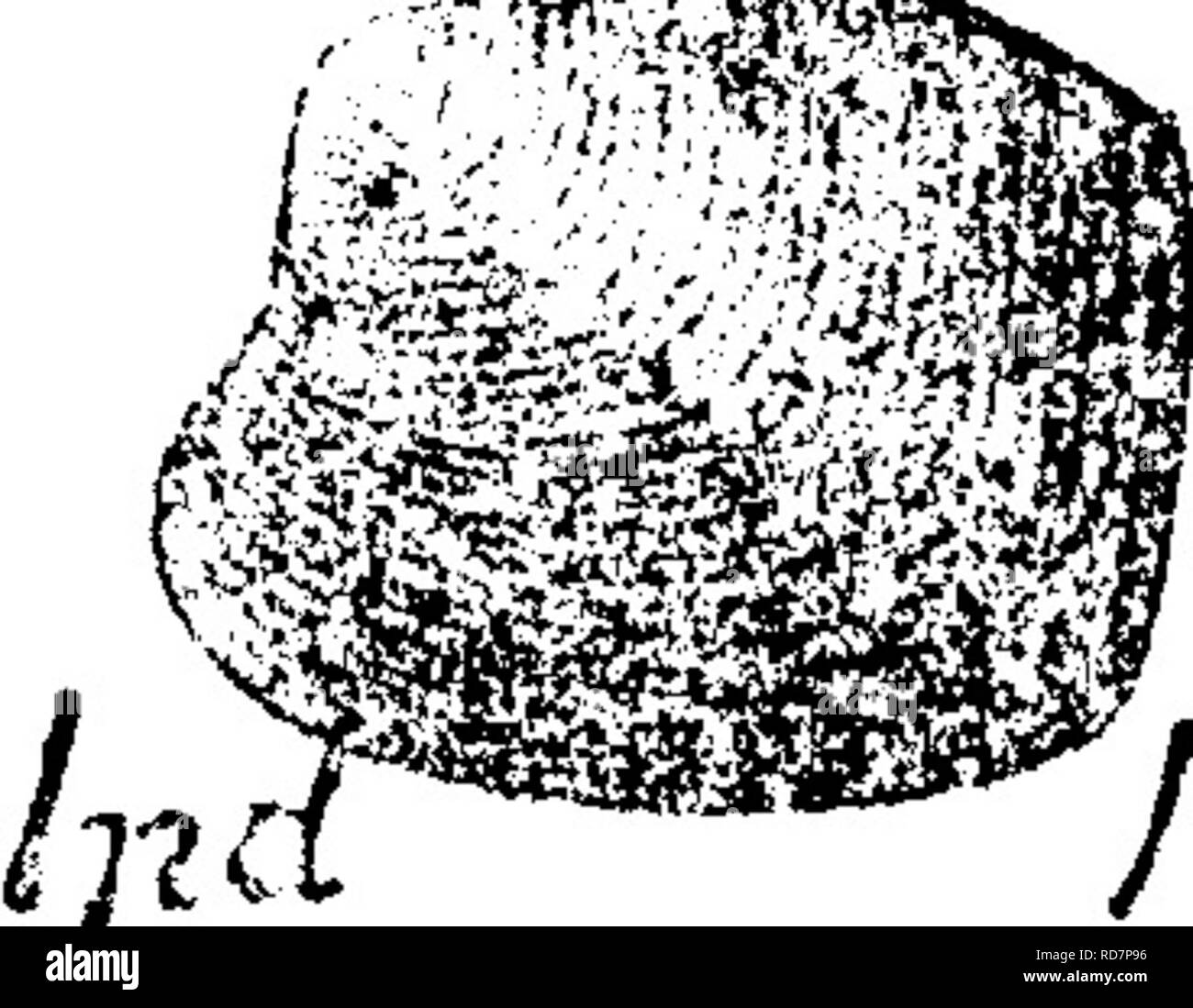 . Ein Wörterbuch der Fossilien von Pennsylvania und Nachbarstaaten in die Berichte und Kataloge der Umfrage benannt... Paläontologie. 175 Cypr. der Technologischen Universität in der Schweiz, hat einen bemerkenswerten Suite von Exemplaren von diesem Mineral. (J, S. L. 1888.) Cypricardella elUptica? Siehe Microdon ellipticus. XL-Hinweis. GonrddiAM MiGrodo 7 i^2 Namen von Agassiz für eine genns von Fischen, 183 e3 beschäftigt. (S. Miller, A..) Cypricardella nucleata. (Halle, Trans. Alb Inst. Vol.4, X/.  : ^1856); Geol. Et. Iowa, Platte 23, Abb. 10? ,. 4 t^1858; Microdon micleaia, Whitfield, Bull. ^^^^3, Standort. Mus. 1882, Stockfoto