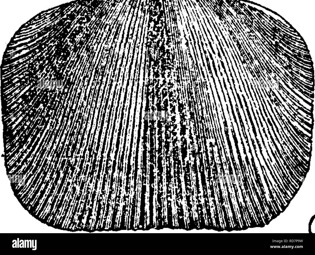 . Ein Wörterbuch der Fossilien von Pennsylvania und Nachbarstaaten in die Berichte und Kataloge der Umfrage benannt... Paläontologie. Von 18, 19; 22, dorsalen Innenraum; 23 Aentral Innenraum, Narben, Zähne, leicht verzerrt und unvollkommen; 24, 25, dorsalen und lateralen von kleinen runden Muster, starkes Wachstum Linien, zweimal natürliche Größe.-Hall, Geol. 4. Dist. 1843, S. 105, w. 36,1 a, 7i, 7c. (Siehe März. Sil. Res. 13, w. 11.) In Niagara Kalkstein, Vh 000, S.233, Proben 506-10, -14, -16, -17, -19, in 0. E.'s Hall coll. 2 m. S. W von Bell Mühlen, Blair Co., Pa., von Clinton Schiefer, V ein. Imperat Orthis Stockfoto