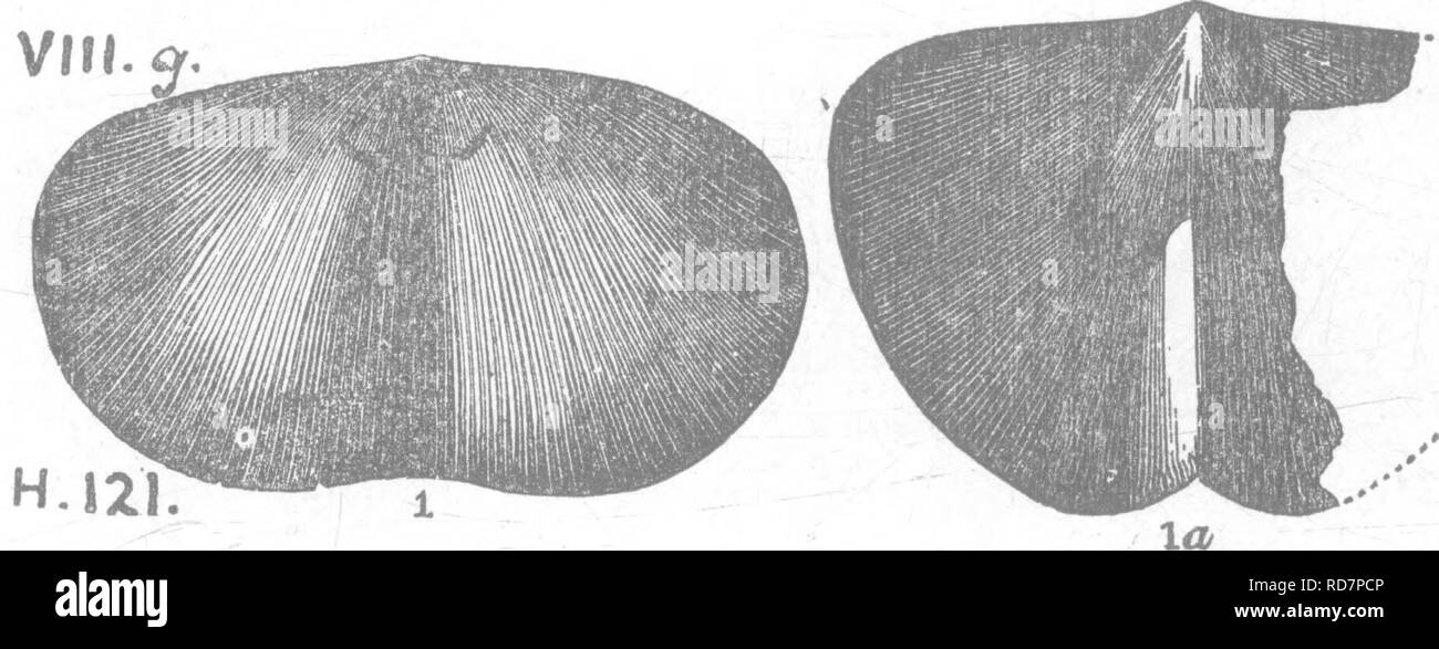 . Ein Wörterbuch der Fossilien von Pennsylvania und Nachbarstaaten in die Berichte und Kataloge der Umfrage benannt... Paläontologie. Geol., Kanada, 1863, p, 129, Abb. 56a, ventral; (?, dorsalen Ventile. Ghazy Bildung^ II J.-Seite 167, Abb. 148 a, 5, c - Siehe auch. Pal. Ohio, Bd. O. Pal. L '^'''^"^^ 8 1, 1873, S. 101, Pi. 8. Bild. 4a^5, c, zurück, Profil, Vorderansichten, rf, 6, /*, kleinere Muster, Bauch, Rücken und Blick Scharnier. - Trenton^ II c, "^^Orthis canalis. Siehe Orthis Elegantula. Vh, OrtMs carhonaria. Siehe O. pecosi. Xiii. Orthis carinata, Halle. Geol., 4. Dist. N.Y., 1843, s. 1). Stockfoto