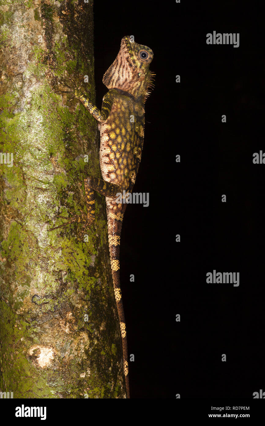 Borneo Anglehead Lizard (Gonocephalus bornensis) klettert in Sabah auf den Regenwald Stockfoto