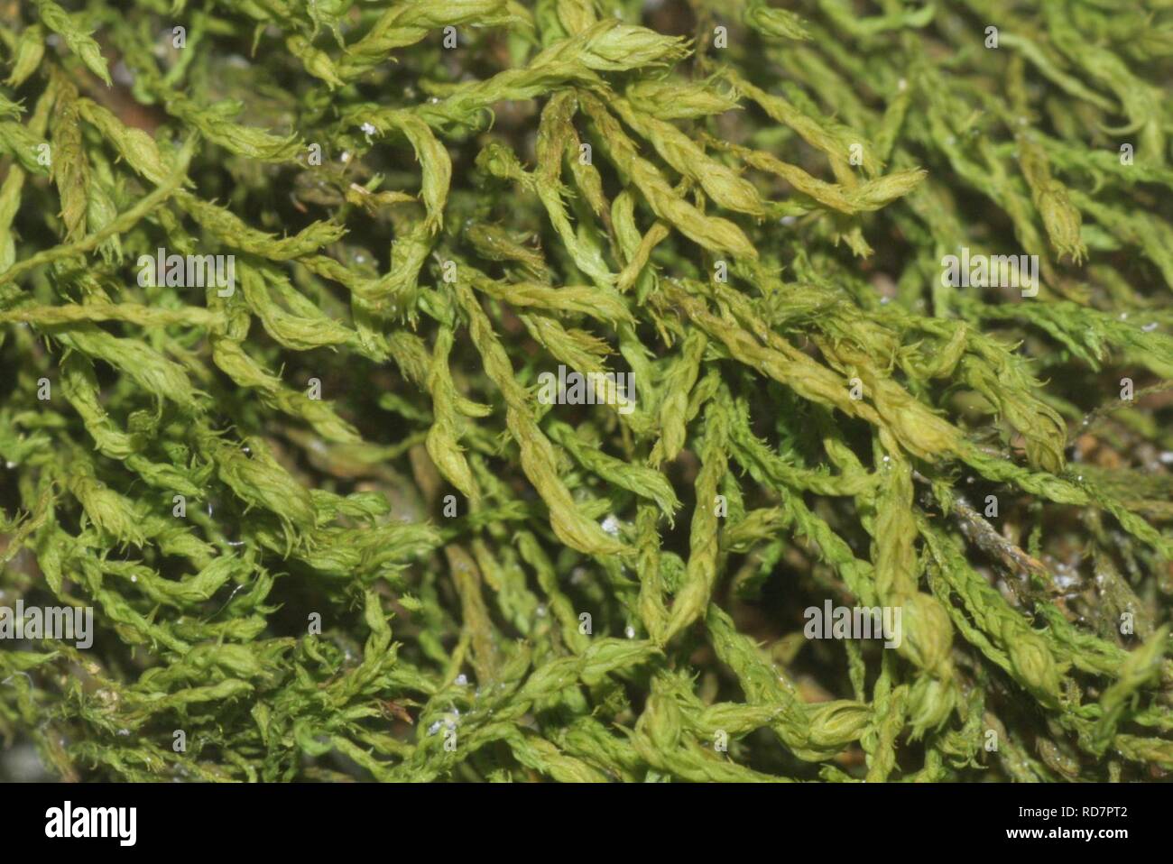 Anomodon longifolius Fotos und Bildmaterial in hoher Auflösung Alamy