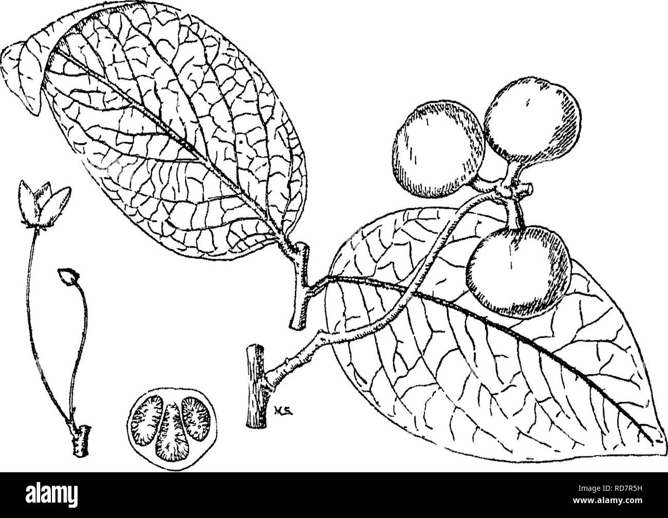 . Indische Bäume: Bäume, Sträucher, Bäume, Kletterpflanzen, Bambus und Palmen indigene oder allgemein in der British Indian Empire kultiviert. Bäume. Saccopetaliim] IV. ANONACE^. 1. S. tomentosum, Haken. w. &Amp; Dornen.; Bedd. Fl. Sylv. t. 30; Ic. PL Ind oder. t. 49; Ann. iv. t. 207. âSyn. Uvarla tomentosa, Uoxb. Kor. PI.t. 35. Vern. Kari^ UnibL Ildni. , Hin-Gonda CJriya; Dudu.. di, März Süden;]} cdaso^Ch ilka Tel.:; Hessare^ Kan. Ein großer Baum, branchletstomen - zu &Amp; e. Ziehen gewachsen Blätter kahl, mit Ausnahme der Mittelrippe, 3-6 cm lang, eiförmig, länglich. PI. soli- oder Paarweise, Stiele behaart, v Stockfoto