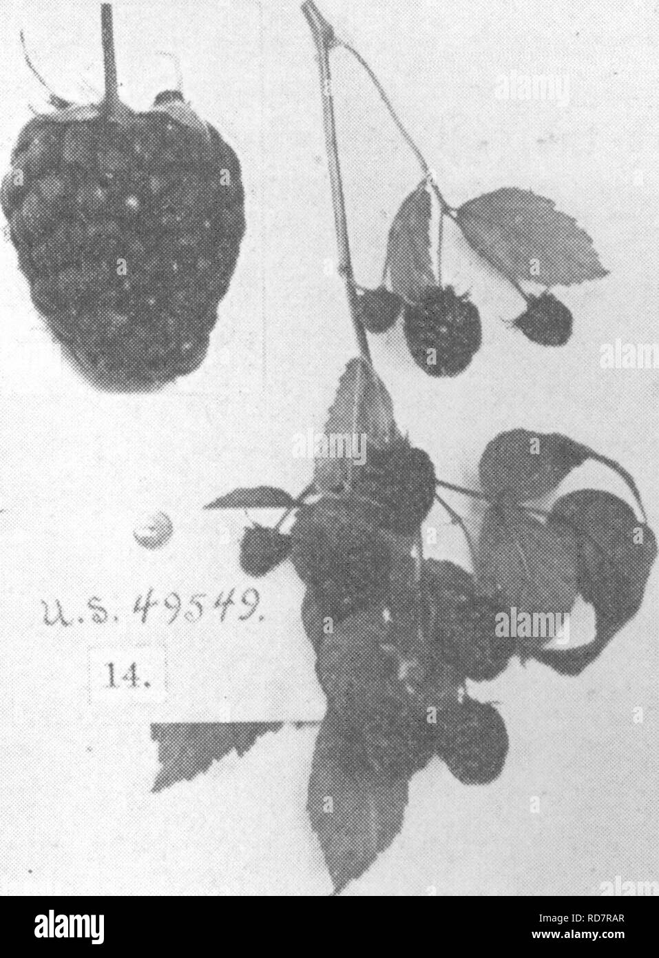 . Die Enzyklopädie der praktischen Gartenbau; eine Referenz System der kommerziellen Gartenbau, über die praktische und wissenschaftliche Phasen der Gartenbau, mit besonderem Bezug auf Obst und Gemüse;. Gartenarbeit; Obst - Kultur; Gemüseanbau. Roten Himbeeren: 13, Turner - Ähnelt dem Cuthbert in fast jedem Merkmal. 14, US 49549 - fast identisch mit dem Cuthbert. 15, Brandywine - Ligrht rot. mittlerer Größe, von guter Qualität; Saison ungefähr das Gleiche wie Cuthbert. 16. Cuthbert - Die beliebtesten rote Himbeere gewachsen; Form lange, dunkle Rot, drupels Kleine, feste, Qualität ausgezeichnet; Meere Stockfoto . Die Enzyklopädie der praktischen Gartenbau; eine Referenz System der kommerziellen Gartenbau, über die praktische und wissenschaftliche Phasen der Gartenbau, mit besonderem Bezug auf Obst und Gemüse;. Gartenarbeit; Obst - Kultur; Gemüseanbau. Roten Himbeeren: 13, Turner - Ähnelt dem Cuthbert in fast jedem Merkmal. 14, US 49549 - fast identisch mit dem Cuthbert. 15, Brandywine - Ligrht rot. mittlerer Größe, von guter Qualität; Saison ungefähr das Gleiche wie Cuthbert. 16. Cuthbert - Die beliebtesten rote Himbeere gewachsen; Form lange, dunkle Rot, drupels Kleine, feste, Qualität ausgezeichnet; Meere Stockfoto