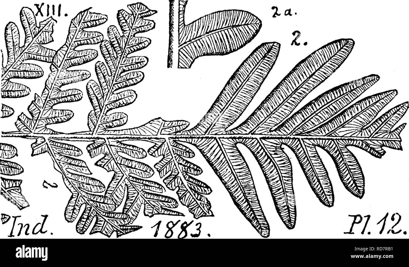 . Ein Wörterbuch der Fossilien von Pennsylvania und Nachbarstaaten in die Berichte und Kataloge der Umfrage benannt... Paläontologie. Alet. 14 in McHugh's Gut; und bei Carbon colliery Nr. 1, T 3, S. 310, 319, 325. Im Dach der Barnett (Bett) ein paar Fragmente nur wurden in der Reed mine gesehen. XIII, Alethopteris Robusta. Lesq. Neue Arten (nicht dargestellt) der inLacoe Kabinett Pittston; von Cannelton, Pa. Ergänzungen zu Kohle Flora, P, S. 835, 1884. XIII Alethopteris rugosa. Siehe Callipteridium Rugosum. XIII Alethopteris serlii. {Peoopteris serlii^ Brogniart, 1882) w. Die collett Indiana von 1883 Stockfoto
