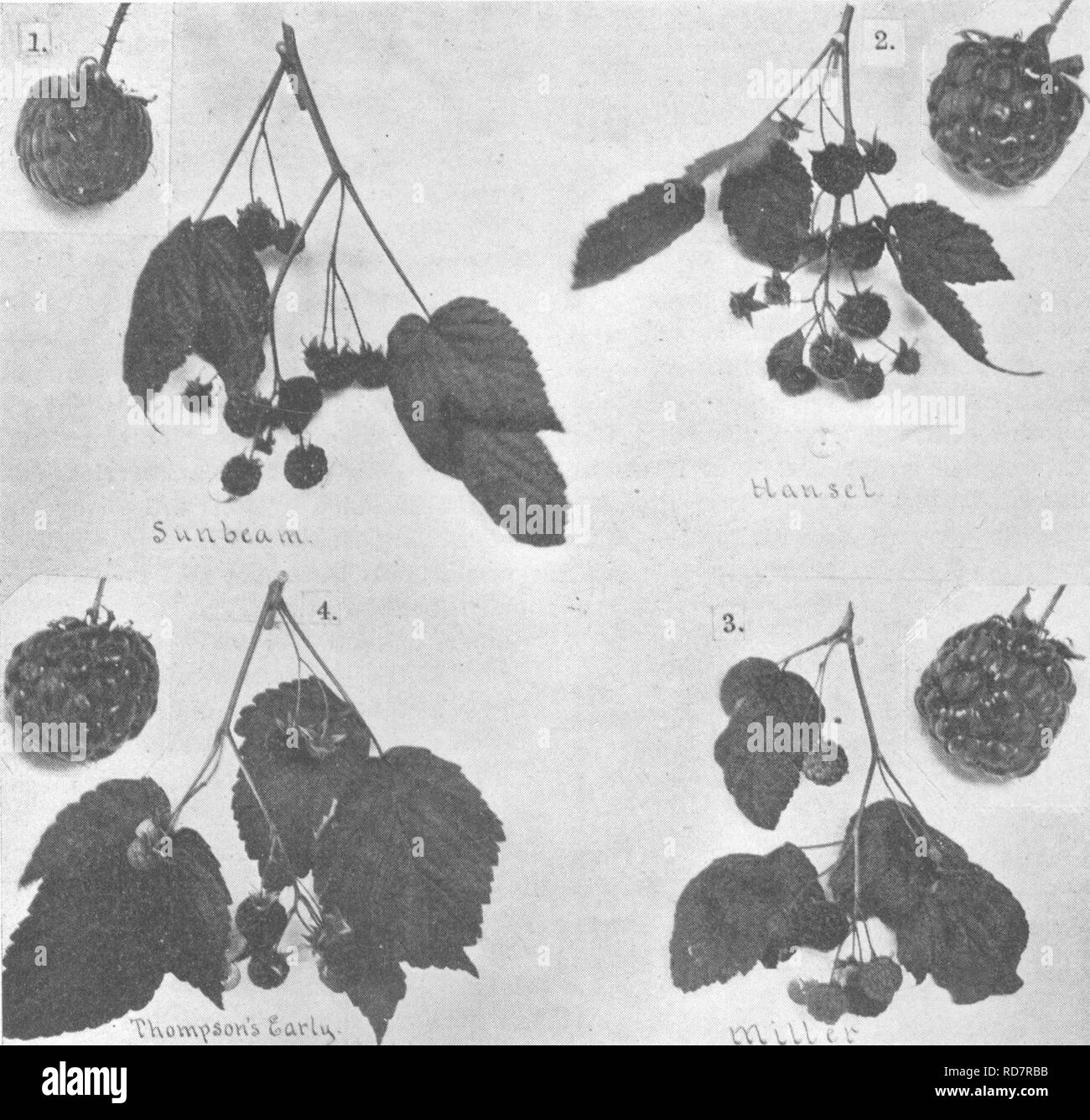 . Die Enzyklopädie der praktischen Gartenbau; eine Referenz System der kommerziellen Gartenbau, über die praktische und wissenschaftliche Phasen der Gartenbau, mit besonderem Bezug auf Obst und Gemüse;. Gartenarbeit; Obst - Kultur; Gemüseanbau. 1764 ENZYKLOPÄDIE DER PRAKTISCHEN GARTENBAU. "OXxXX. ^ roten Himbeeren. 1, Sunbeam - Obst kleine, runde, dunkle Rot, fruchtbar; Saison ziemlich lang, einer der frühesten Sorten; Geschmack schlecht. 2, Hänsel - Obst - Klein, rund, rot: Geschmack schlecht; Saison sehr früh. 3, Miller - Obst ähnelt? Die Cuthbert aber kleiner, früher und von minderer Qual Stockfoto